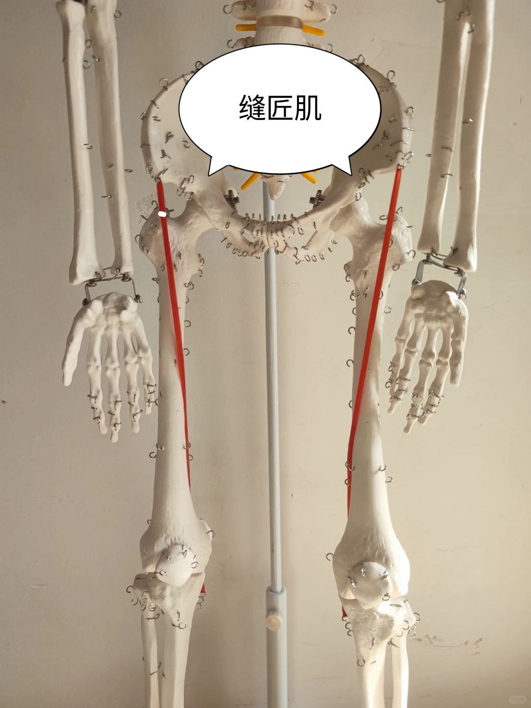 缝匠肌