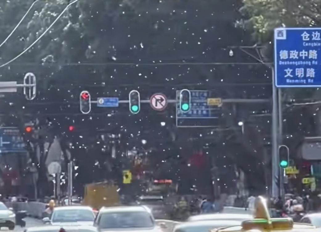 4月的大美广州街头，无论你走到那里都能看到这种半空中飘着“雪花”的美景。你知道吗