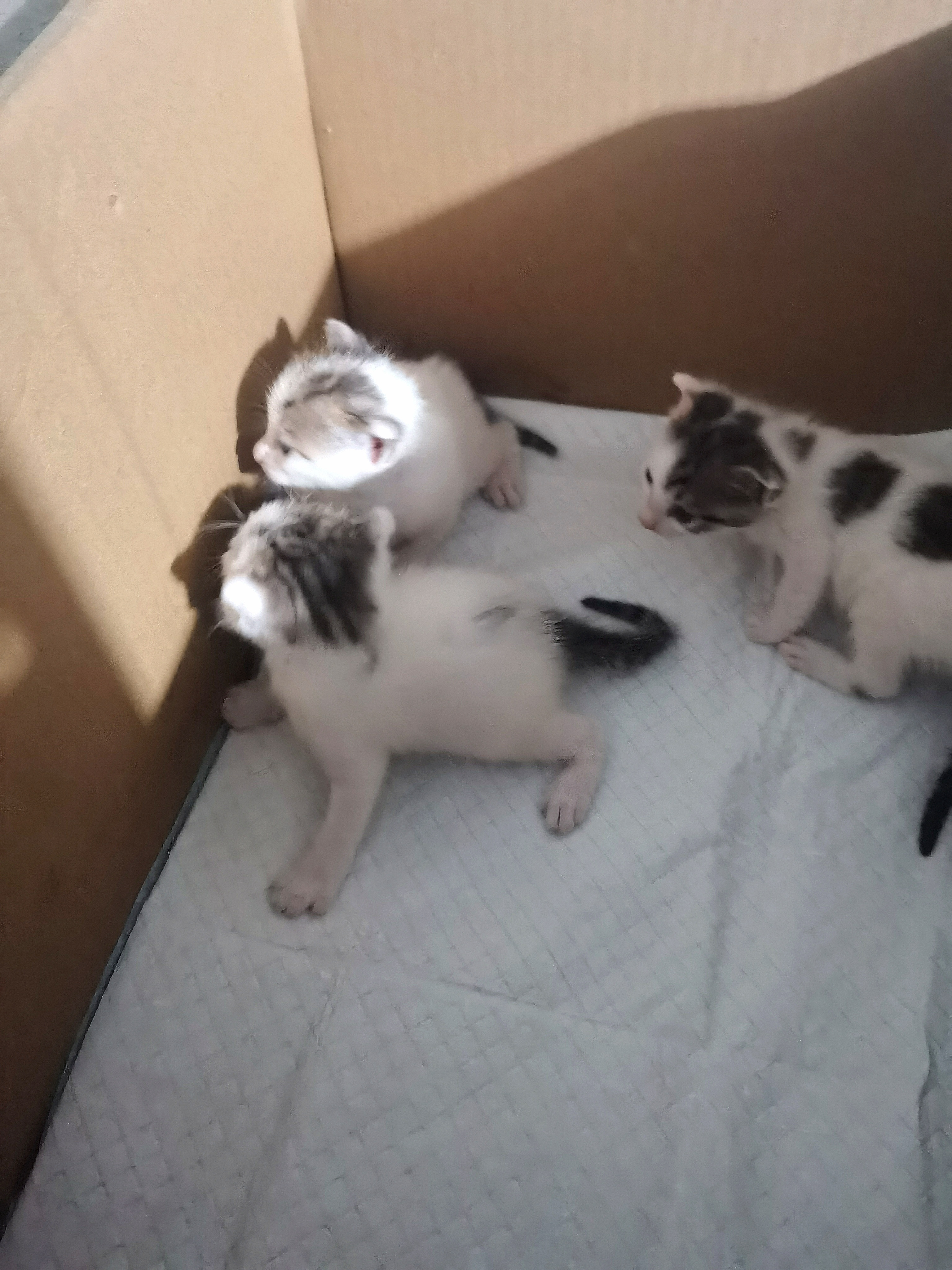 🐱 第24天尿垫今天有很明显的大片粑粑色估计是长得快拉的多猫妈来不及舔了。小猫