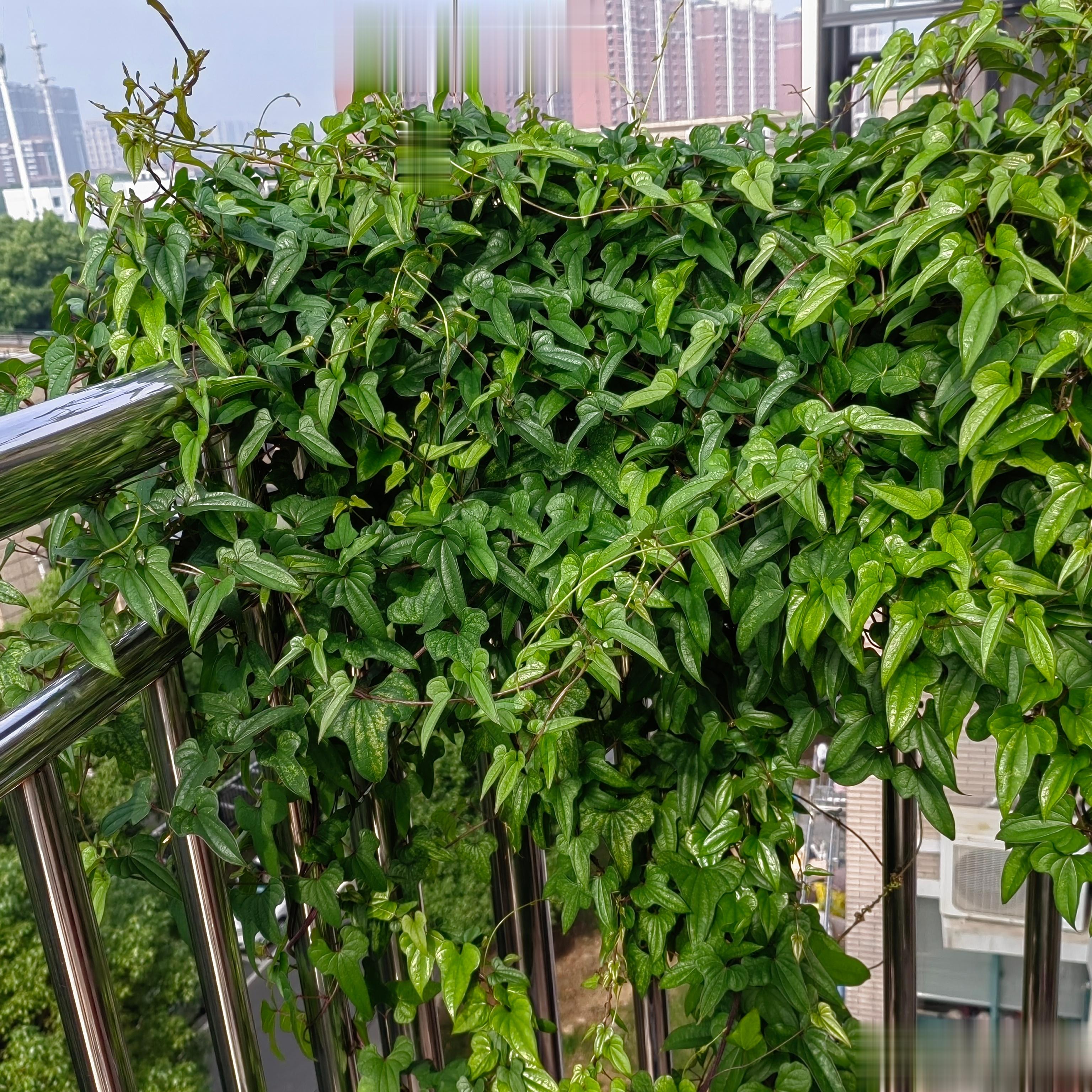 图一不知名的绿植长势可以​图二柠檬开花结果了​图三是娃她爸从山上挖回来的黄精，成