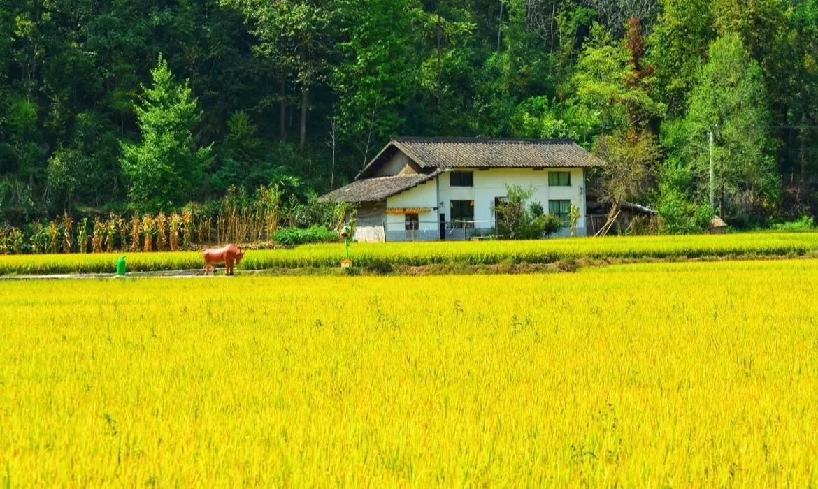 #一句诗记录秋日生活#稻花香里说丰年，听取蛙声一片！