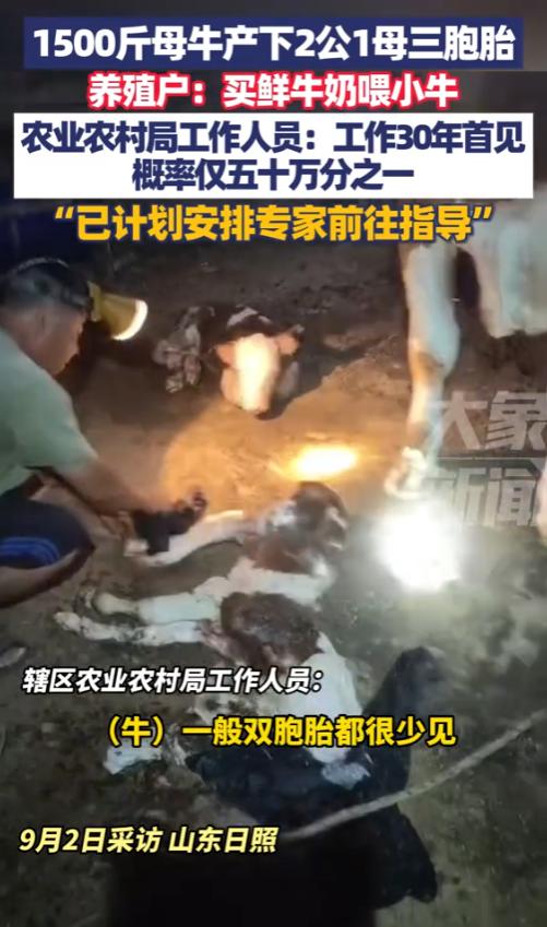 “活久见！”2025年9月，山东日照，一农户家中重达1500斤的母牛怀孕，竟然生