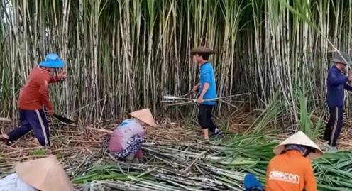 广西人喜欢雇佣大量的越南人砍甘蔗，这些越南人干完活回去以后，会告诉其他越南人中国