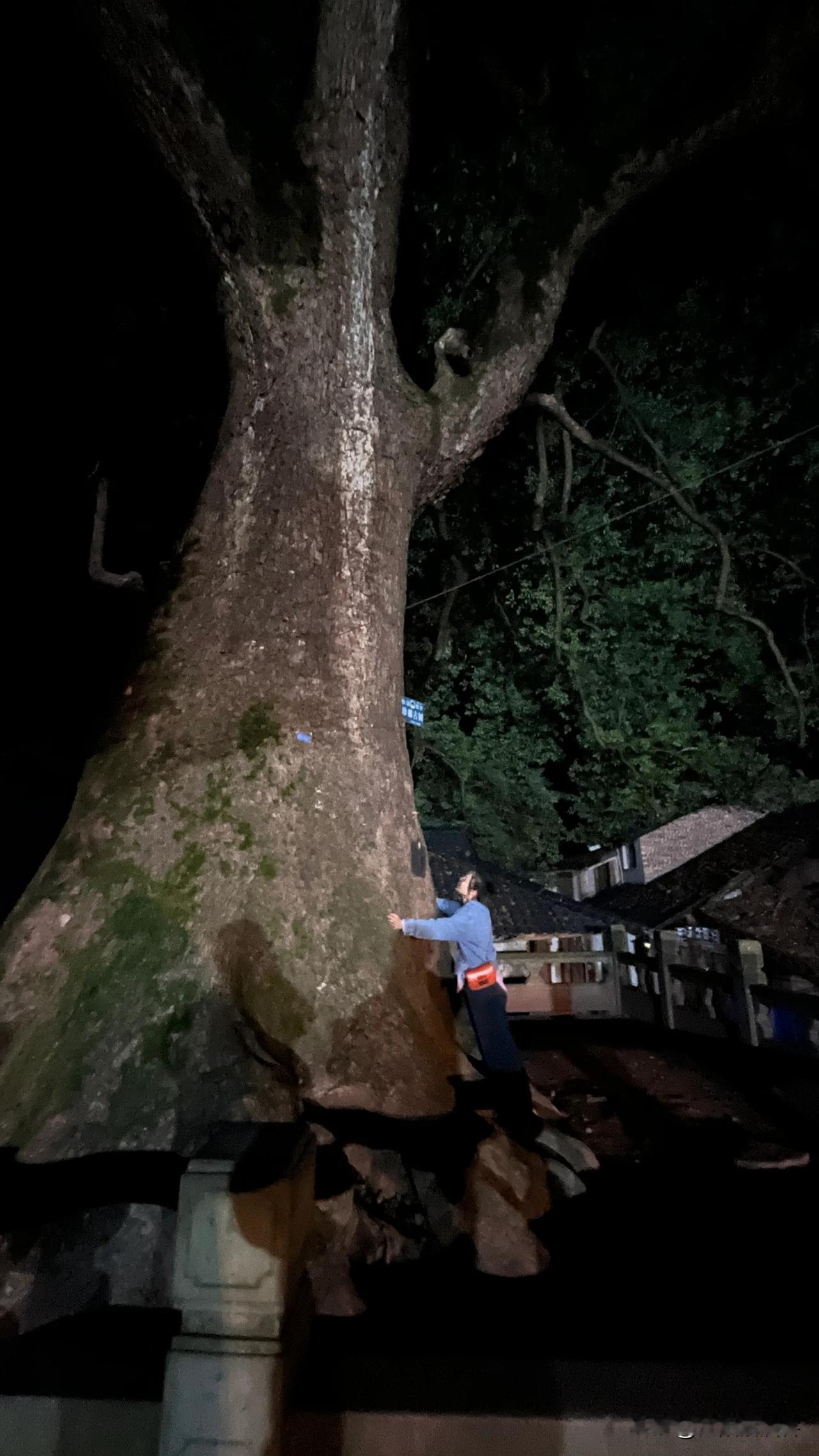 泸州分水岭镇老街上有一棵300多年的香樟树，枝繁叶茂，看到它你就什么都化来了，6