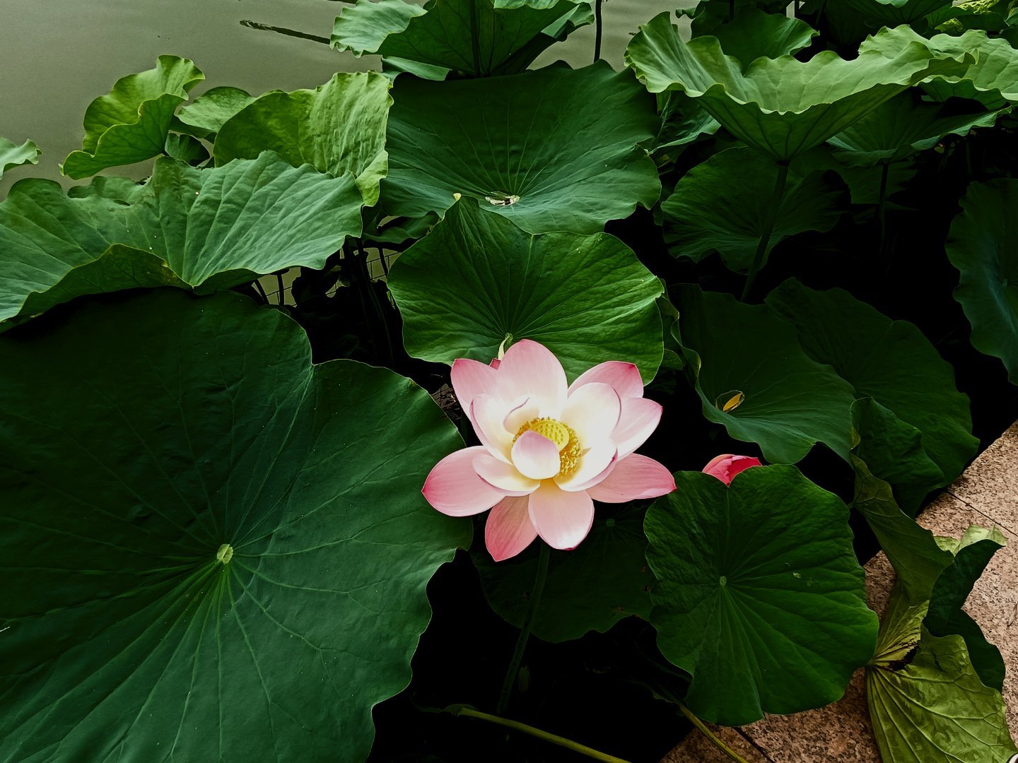 我有一片胡杨林善念藏于心间，善行见于日常，帮老者缓行几步，给他人留份便利，言语温