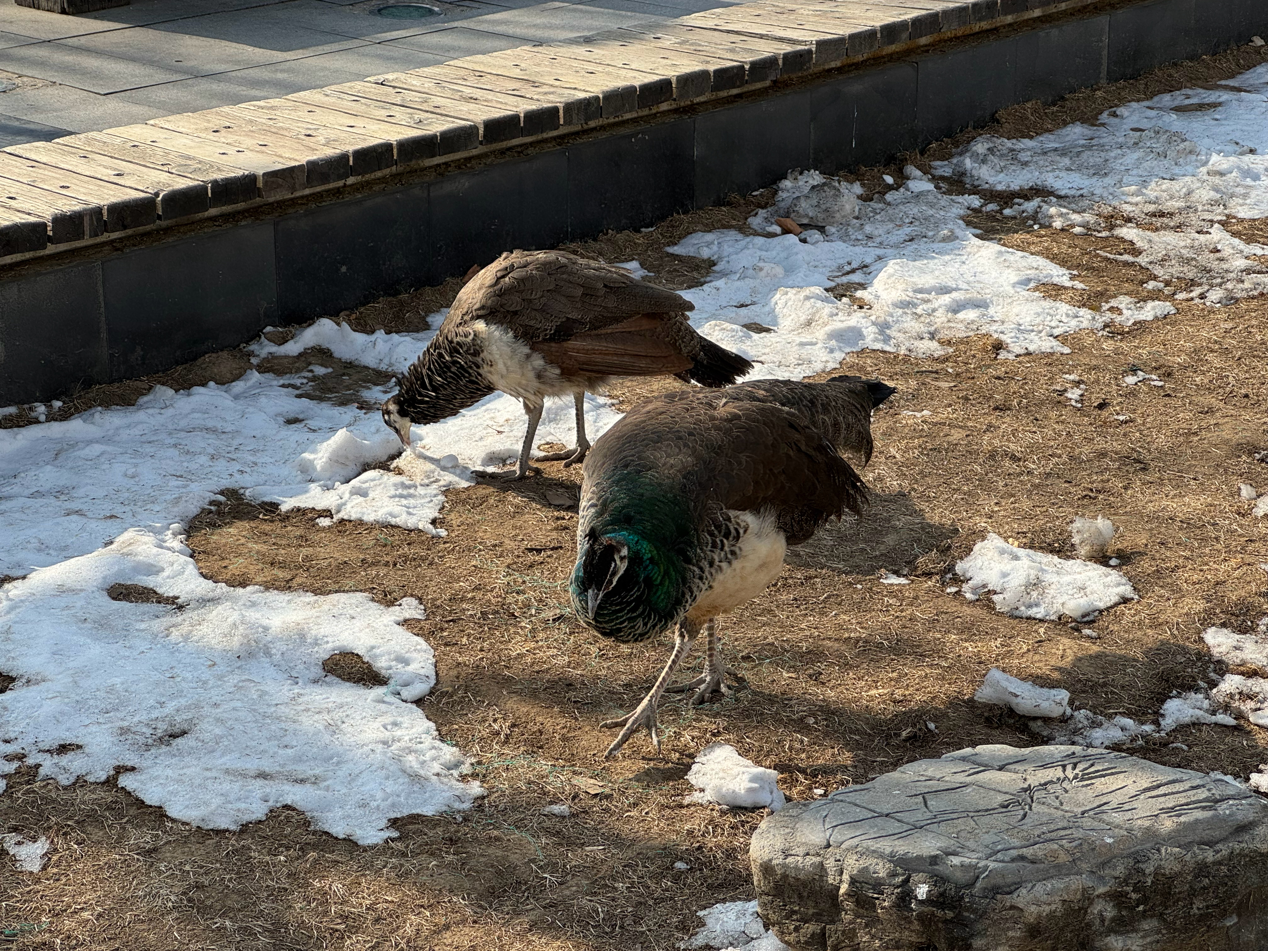 北京的驾校现在发展太逆天了，不光有各种吃的，园子里还养着鸭子鸽子跟孔雀，进来跟逛