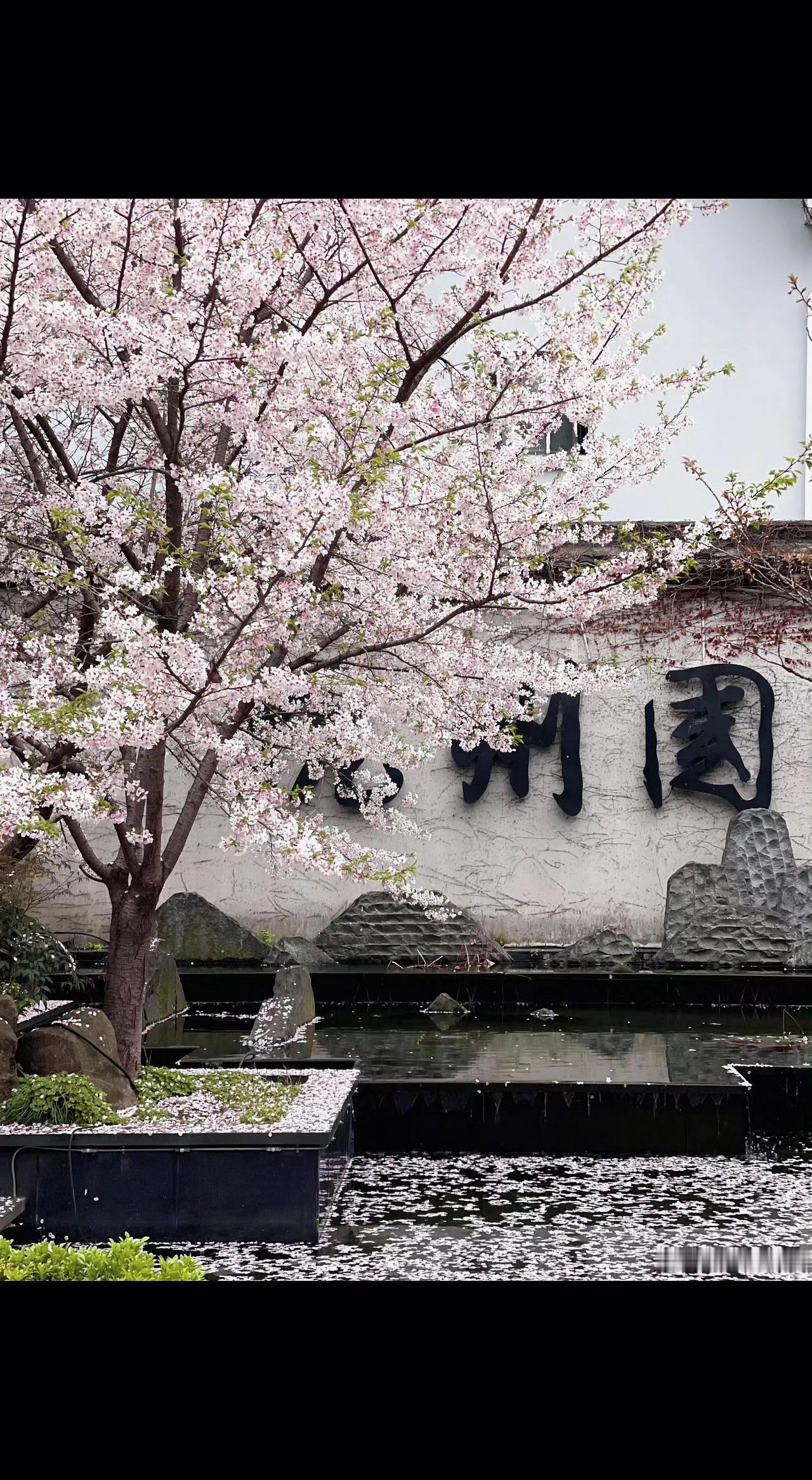 🌸花瓣坠入池中，碎成一汪春愁💧。白墙黑字静默，樱花却在枝头写满诗行✨。