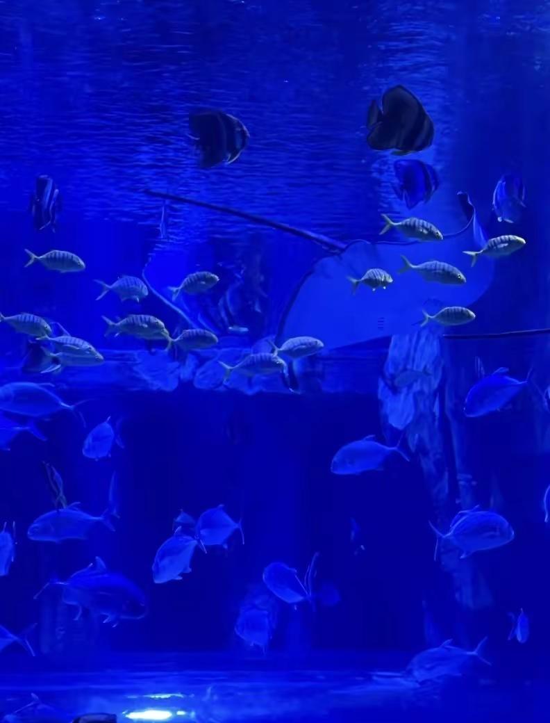 广州海洋世界 广州海洋世界周末去哪儿 亲子游玩好去处