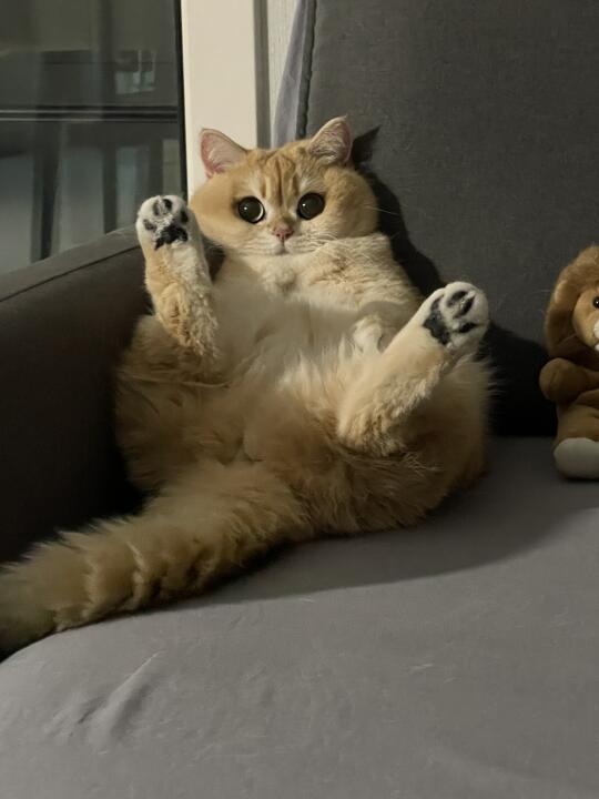 小猫咪和尾巴各过各的