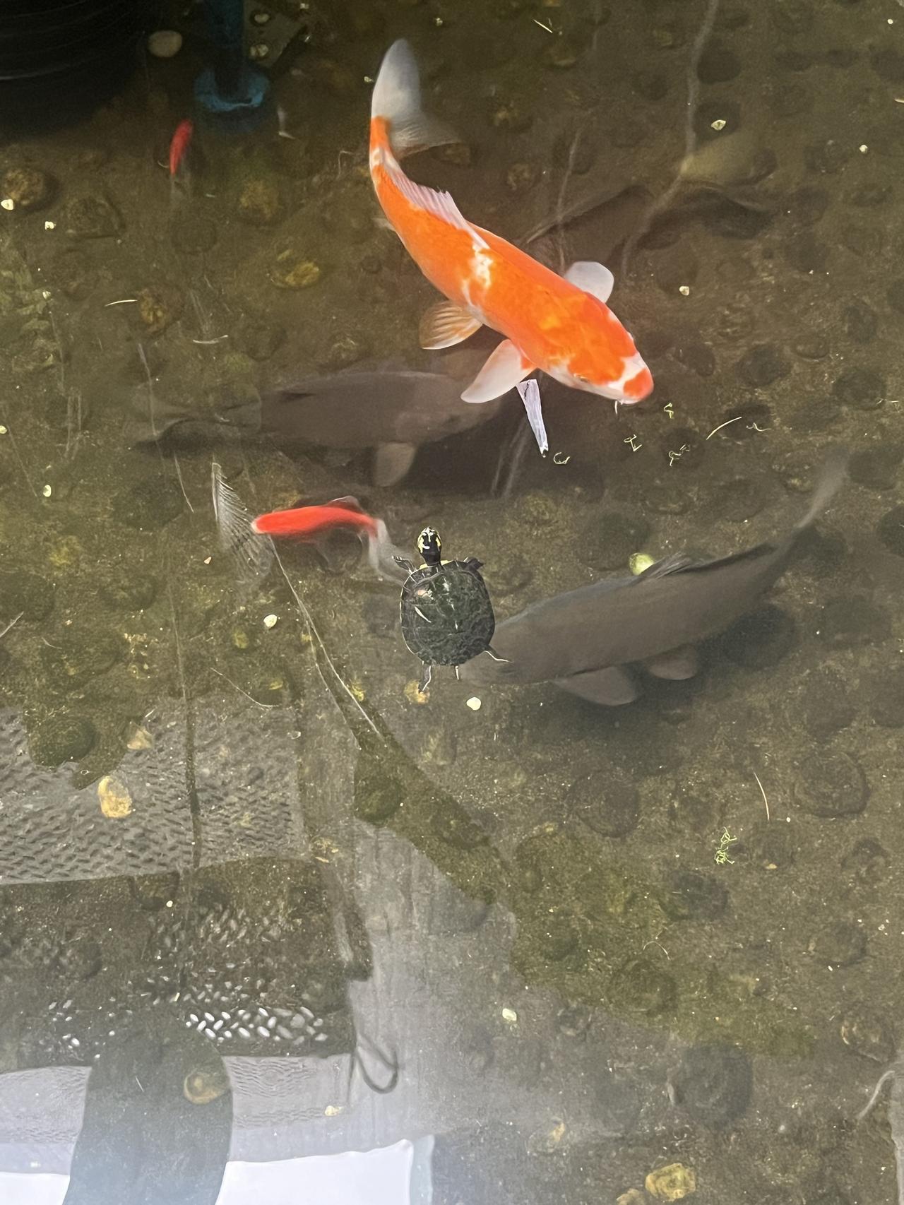 话说，这小乌龟应该还活着吧[what]看起来好像没有可以给它休息的地方，不知道它