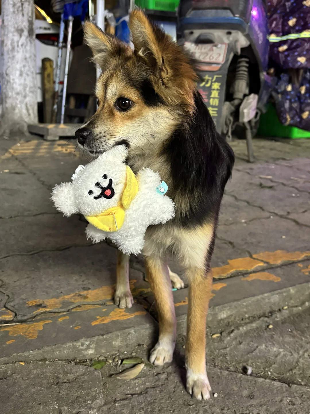 为什么洗完澡后狐狸狗换性格了？