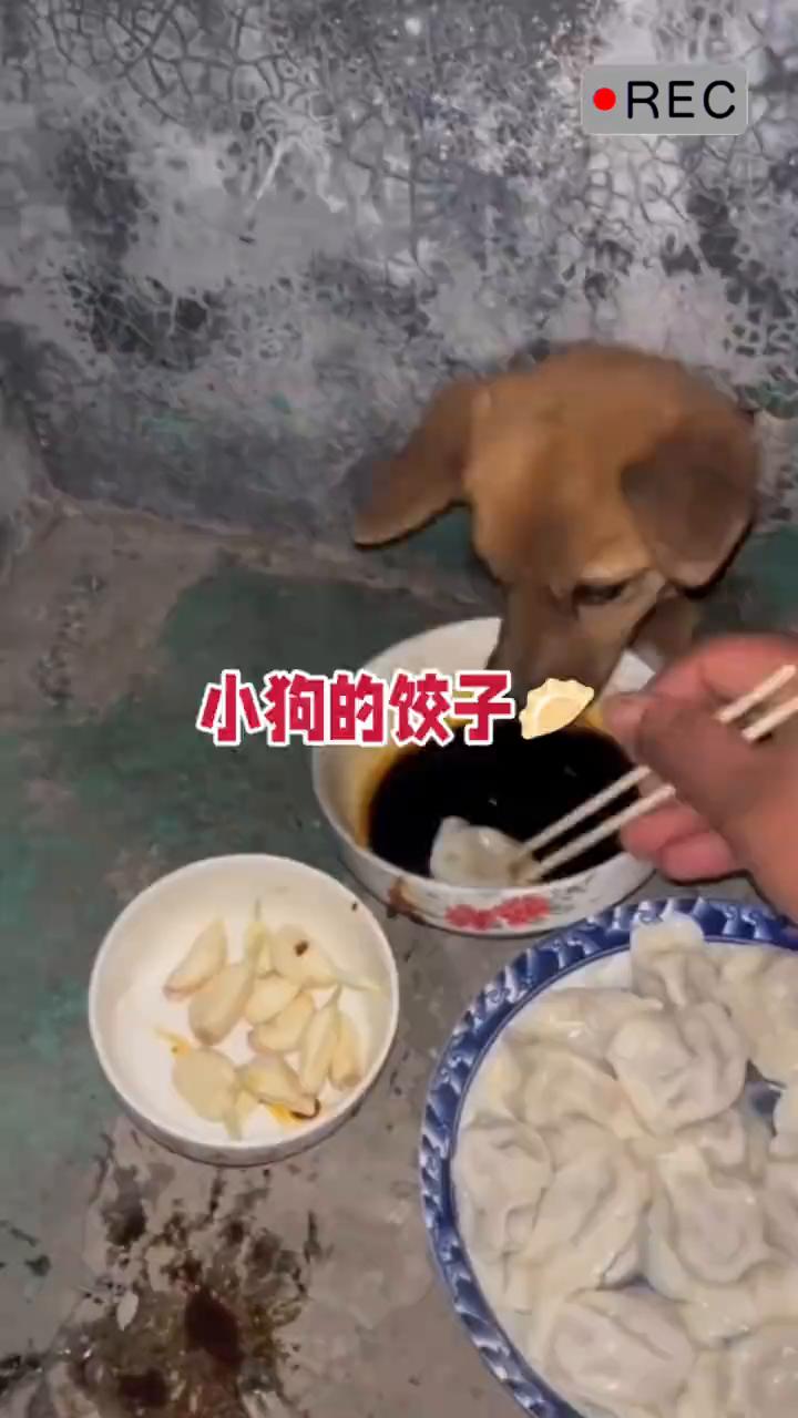 小狗的饺子。