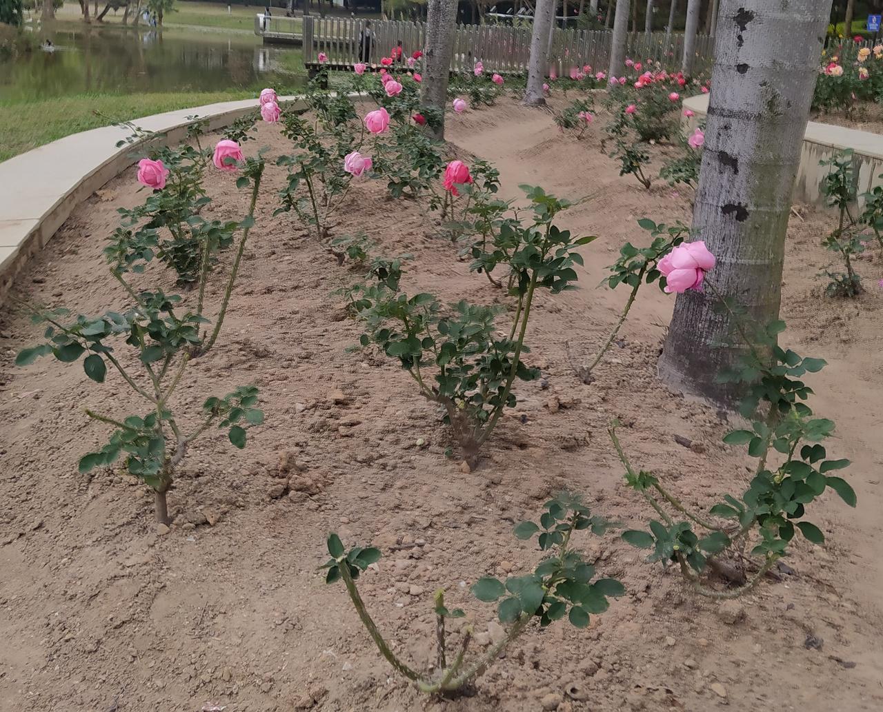 晒图笔记大赛这是月季花吗？冬天还会有月季花吗？广东的冬天跟别处不同，冬天也是郁郁
