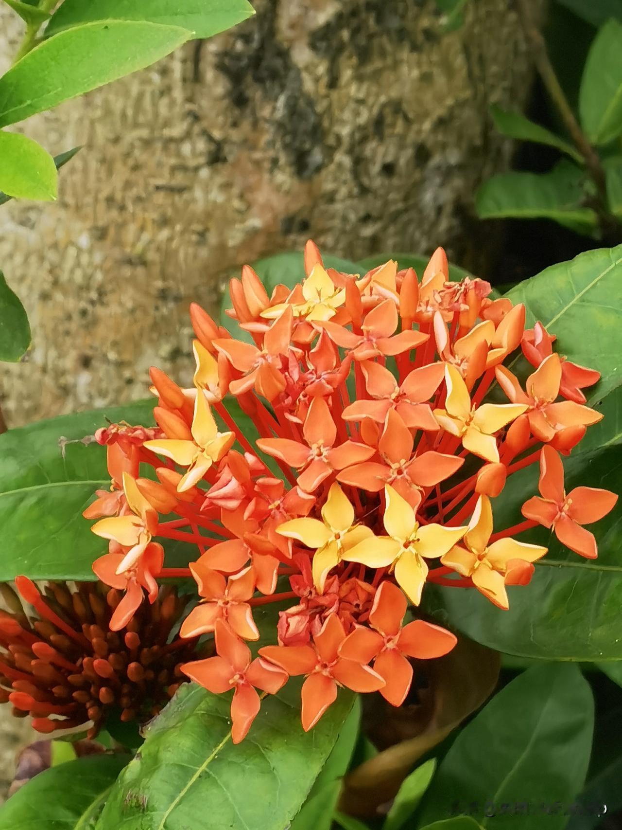 见过“越晒越疯”的——龙船花吗？它不抱团不凑热闹，独自美得惊心动魄……

你看，