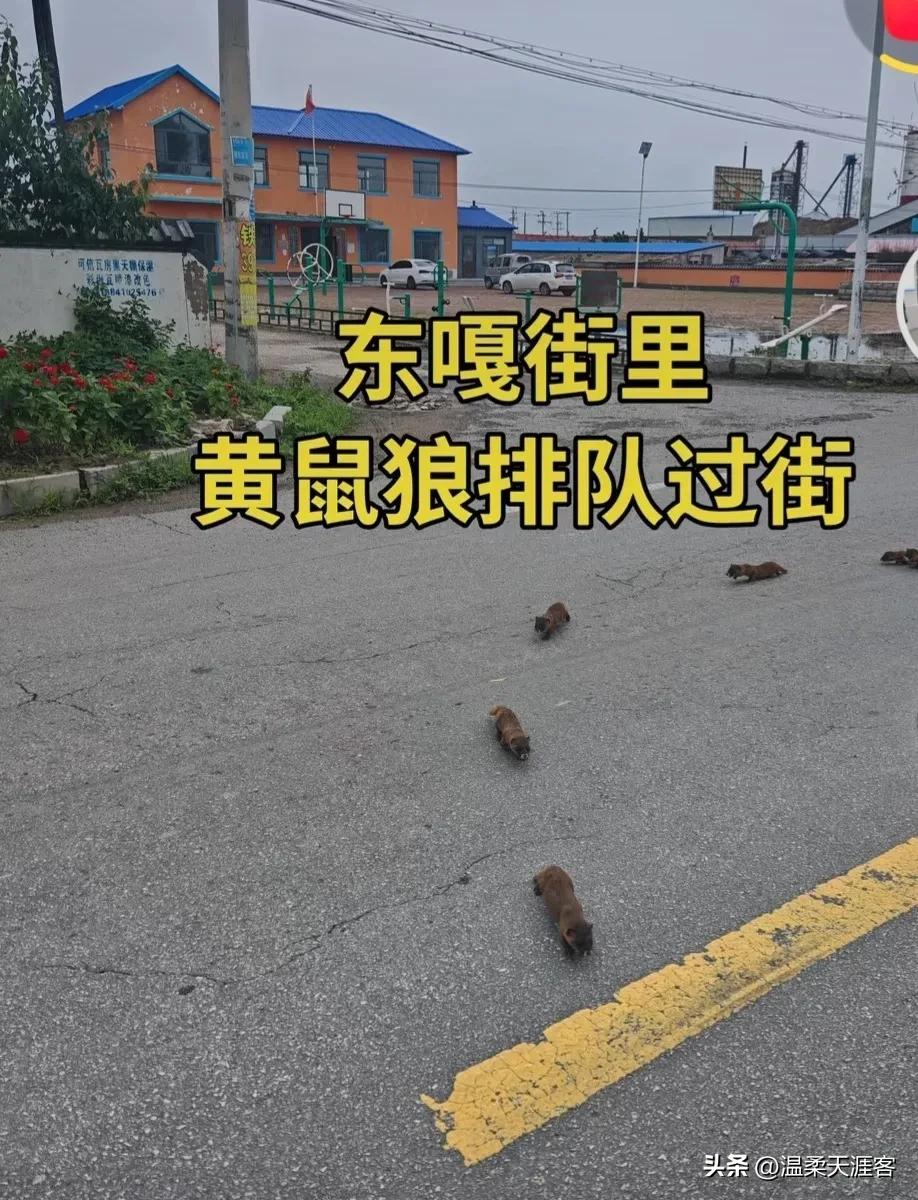 黄鼠狼成群扎堆上街，村民都纳闷咋回事

刷到昌图县东嘎镇老乡分享的怪事，最近村里
