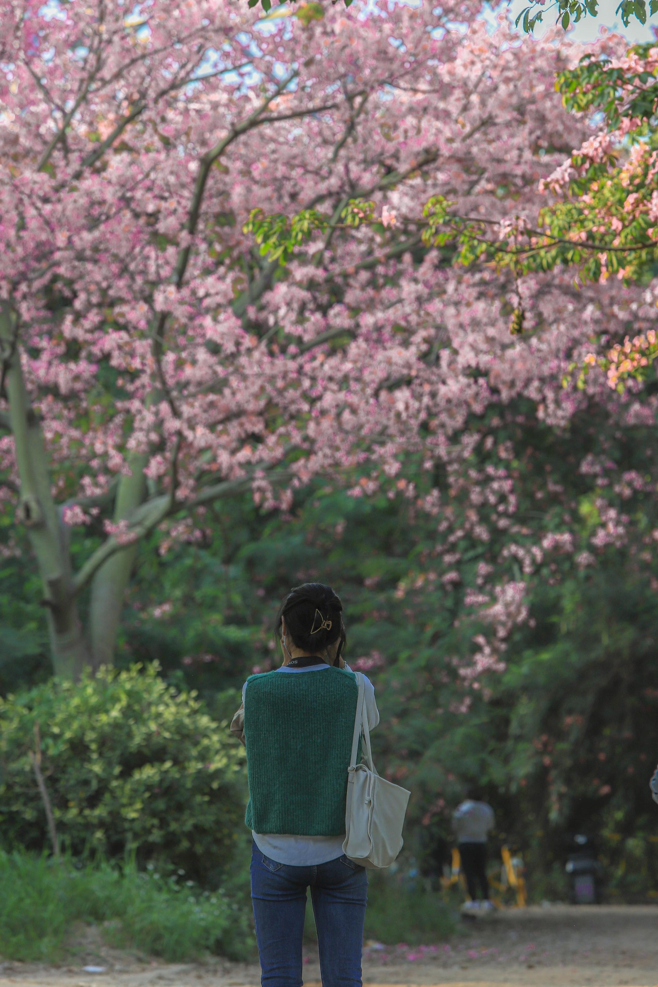 🌸 南方冬日限定浪漫拍照。🌺广东冬日鲜花图鉴📸 👉 北方飘雪❄...