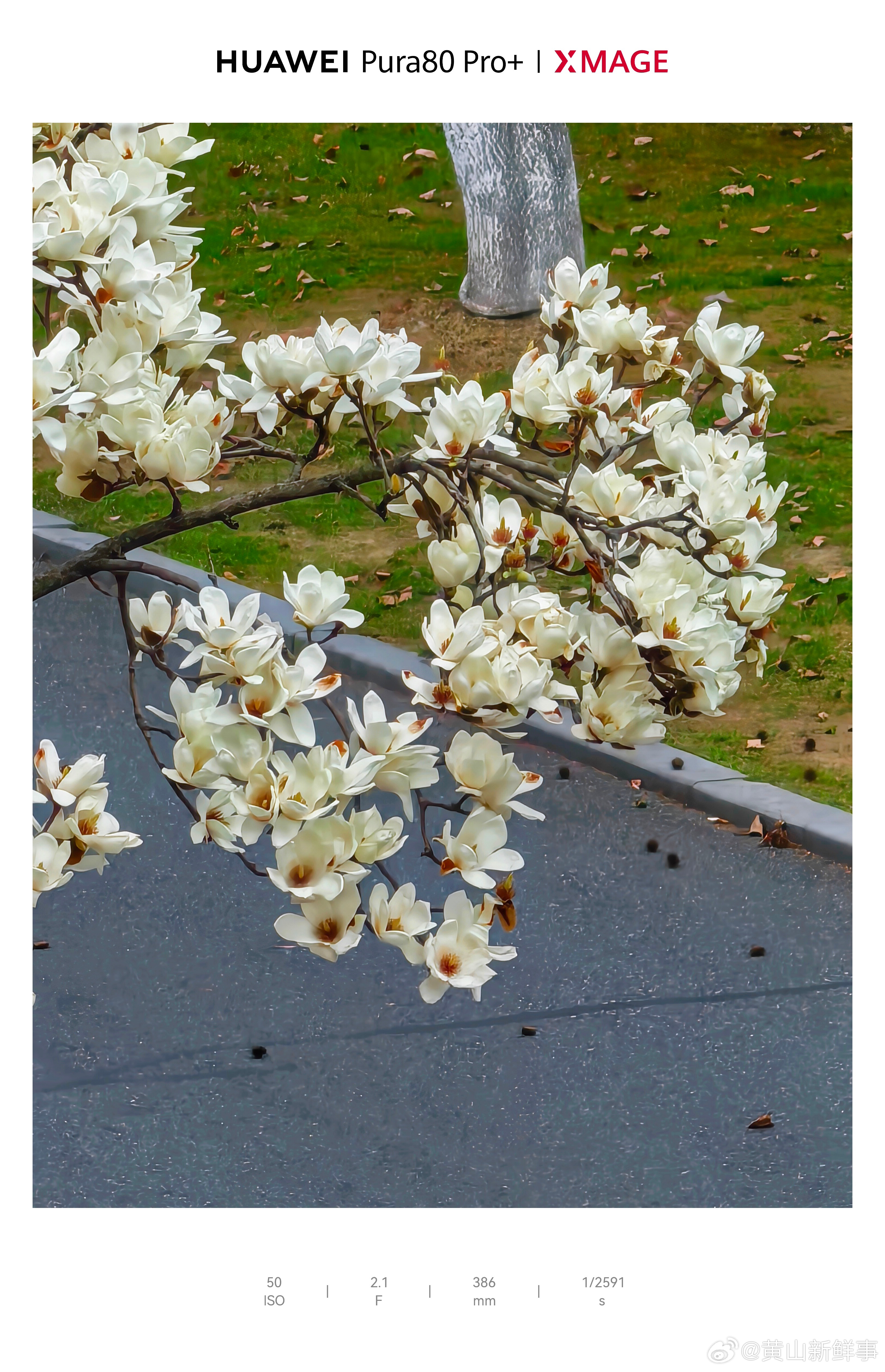 来安徽这里赴一场玉兰之约 春风一吹，安徽这里变成了玉兰花海。洁白的、淡紫的花朵挂