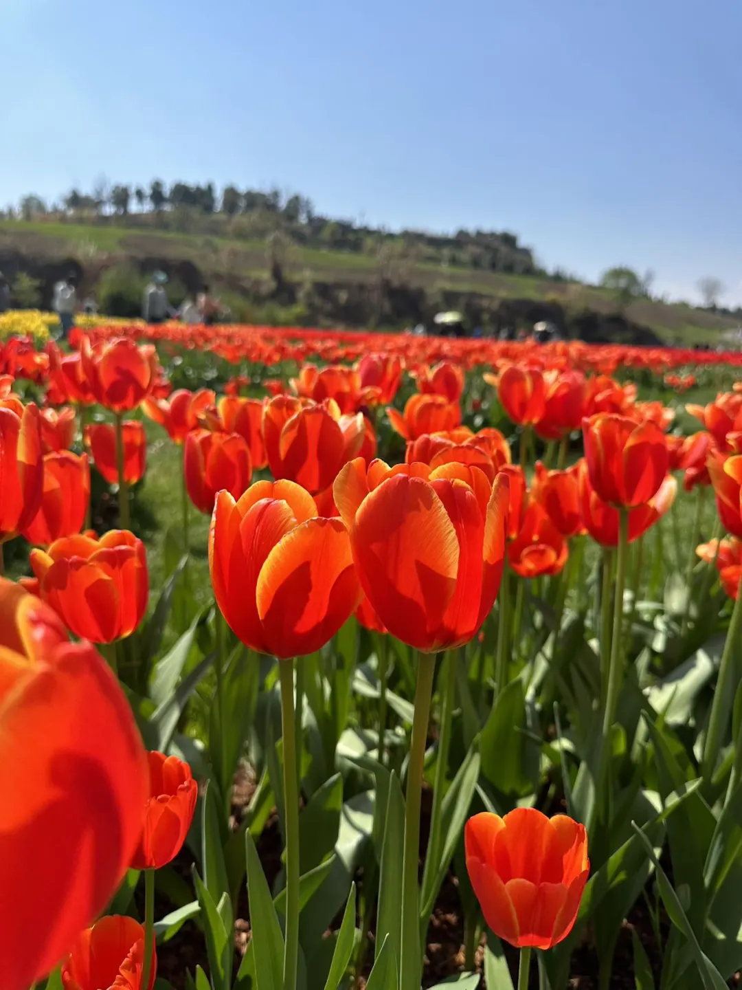 弥勒太平湖，把春天和年味一起拥入怀中