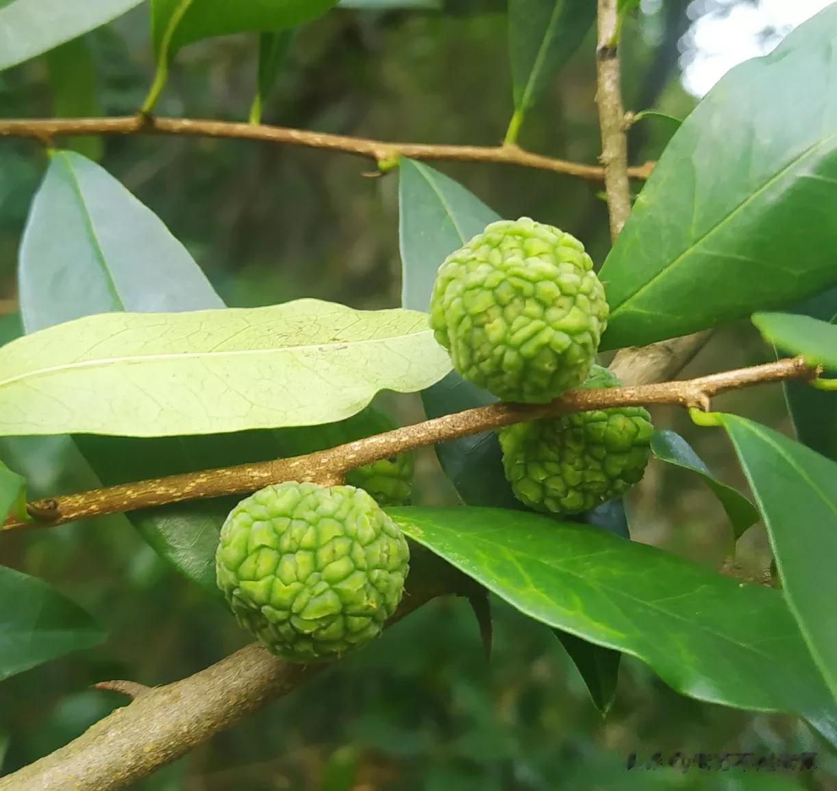 这是今天去本省某地旅游，在山上看到的一种野果。说实话，我作为土生土长的农村人，山