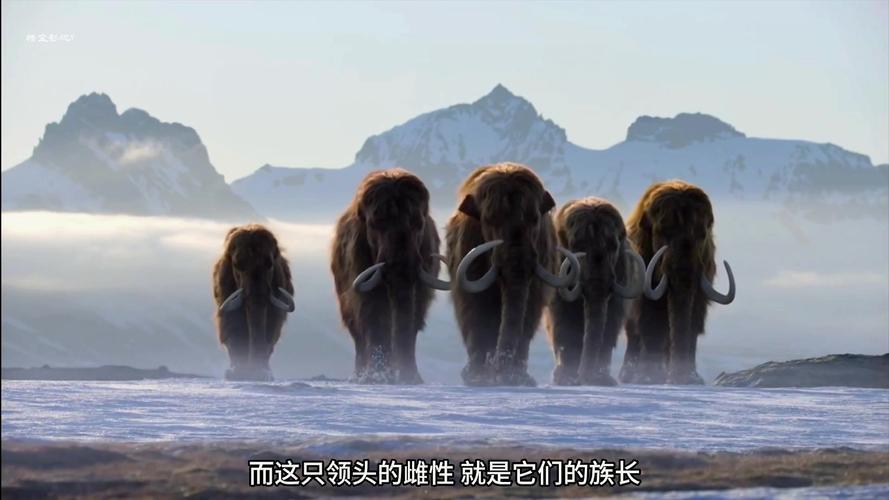 烽火问鼎计划   人类在发明长矛和弓箭之前，是比较菜的，稍微大一点的动物都干不过