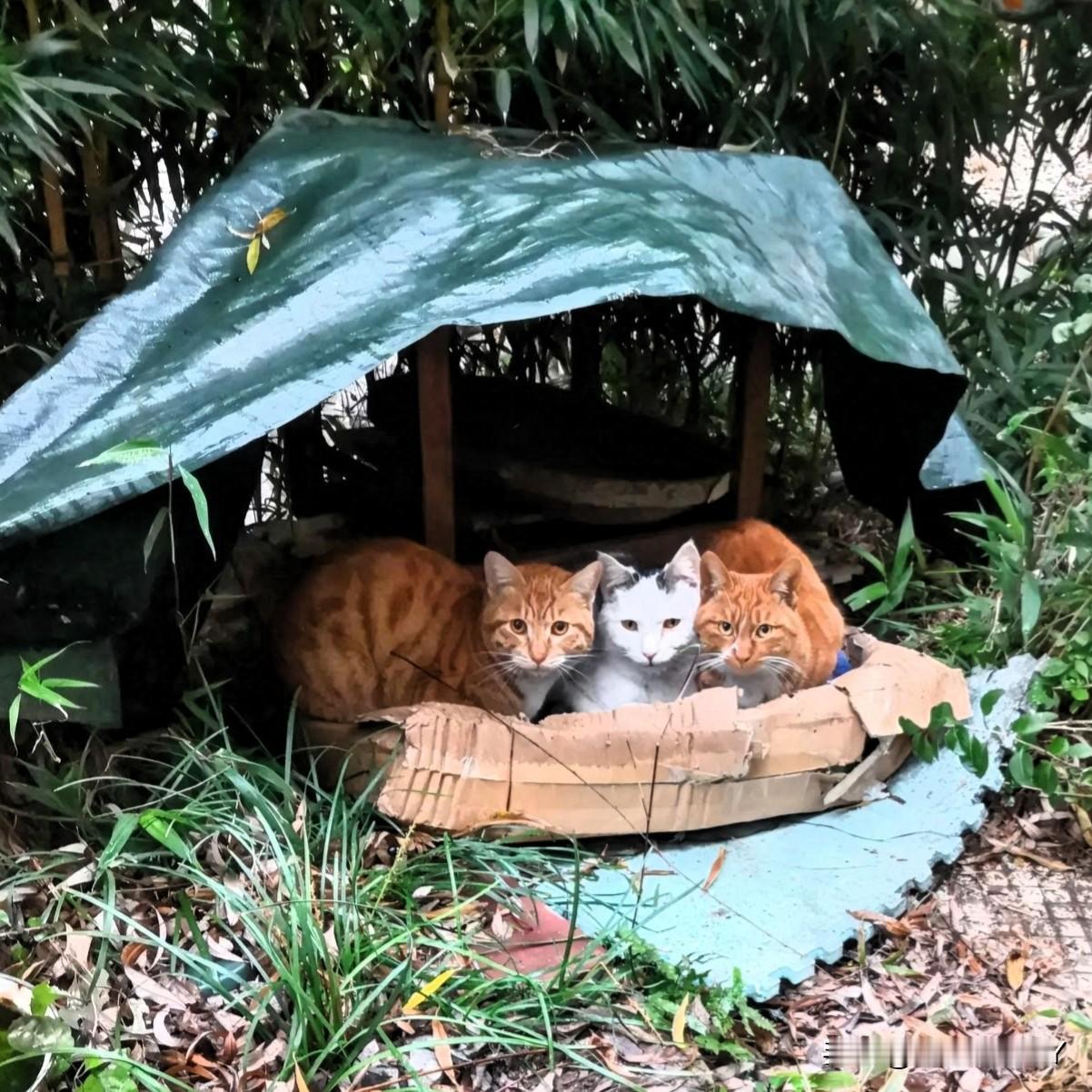无锡这降温的势头可太猛了！

今天无锡的最高温比较昨天直接降低了10度，仅有6℃
