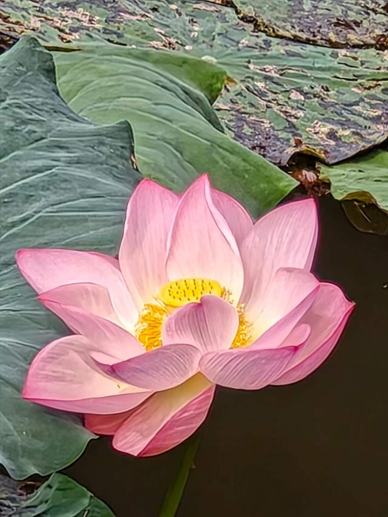 荷你一起走向美好！最近，喜欢读古诗词，又读了周敦颐的《爱莲说》。上学的时候，曾经