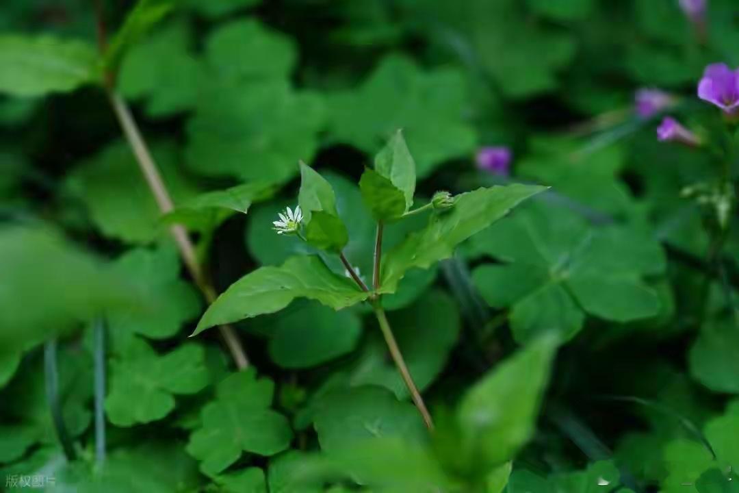鸡血藤临床验案很有参考价值，体现了中医"异病同治"的辨证思路。从您描述的四个案例