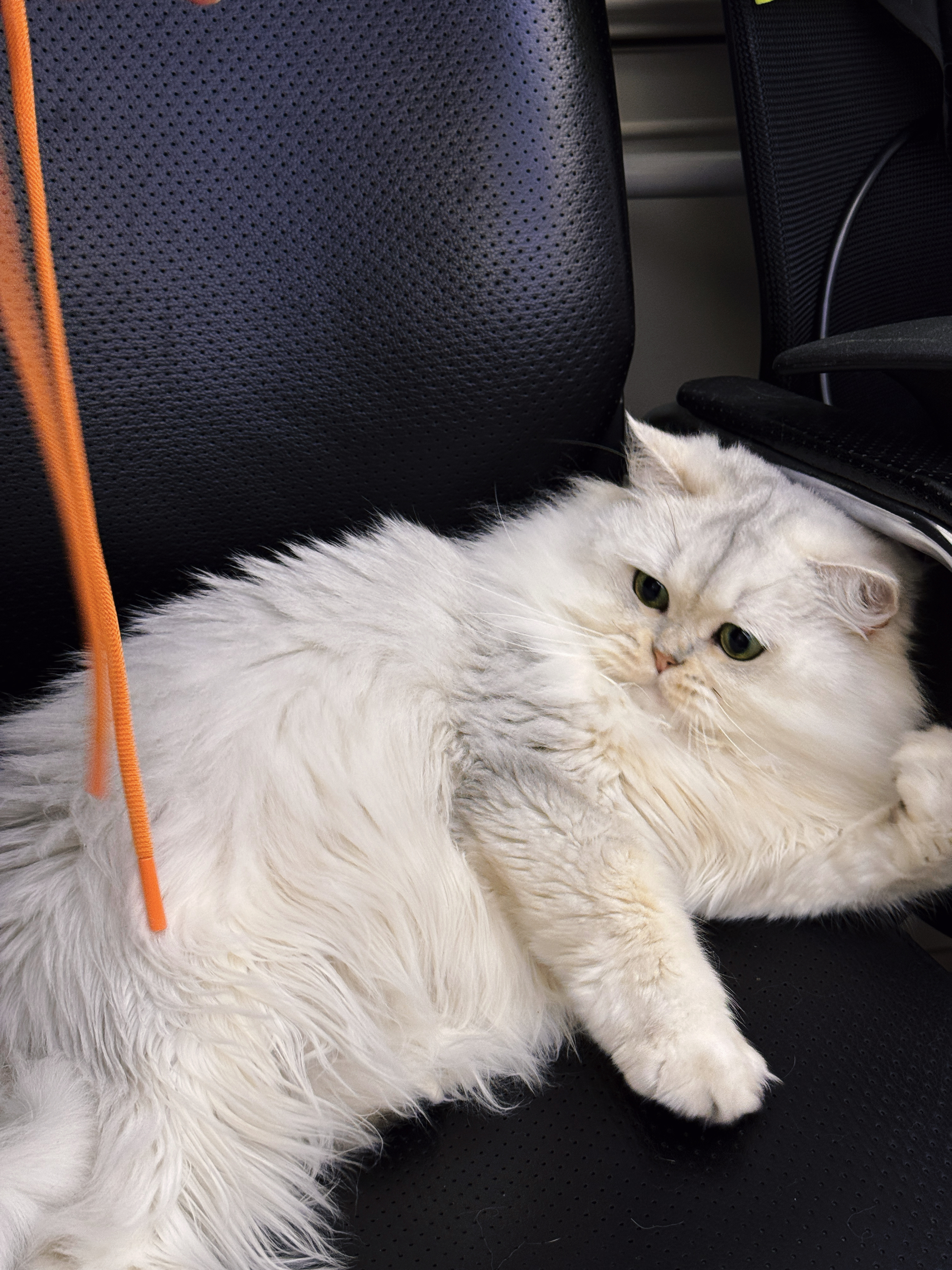 好慵懒的姿势哈哈哈 看到绳子就两眼放光小猫咪无法拒绝绳子的诱惑～