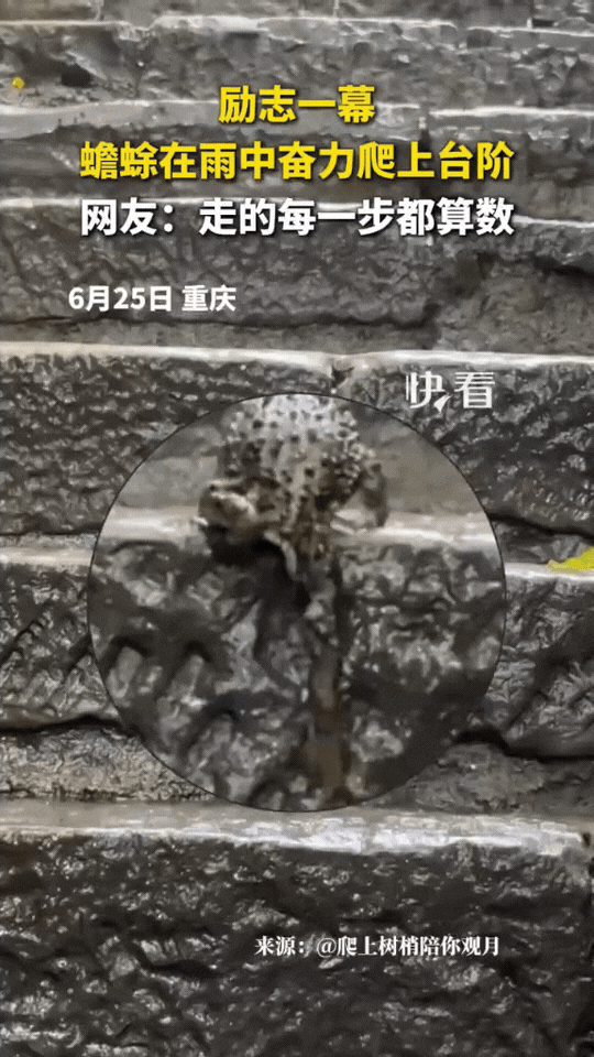 重庆，雨天石阶湿滑，一只蟾蜍迎着雨水，一步一步奋力向上攀爬台阶。

雨水不断冲刷