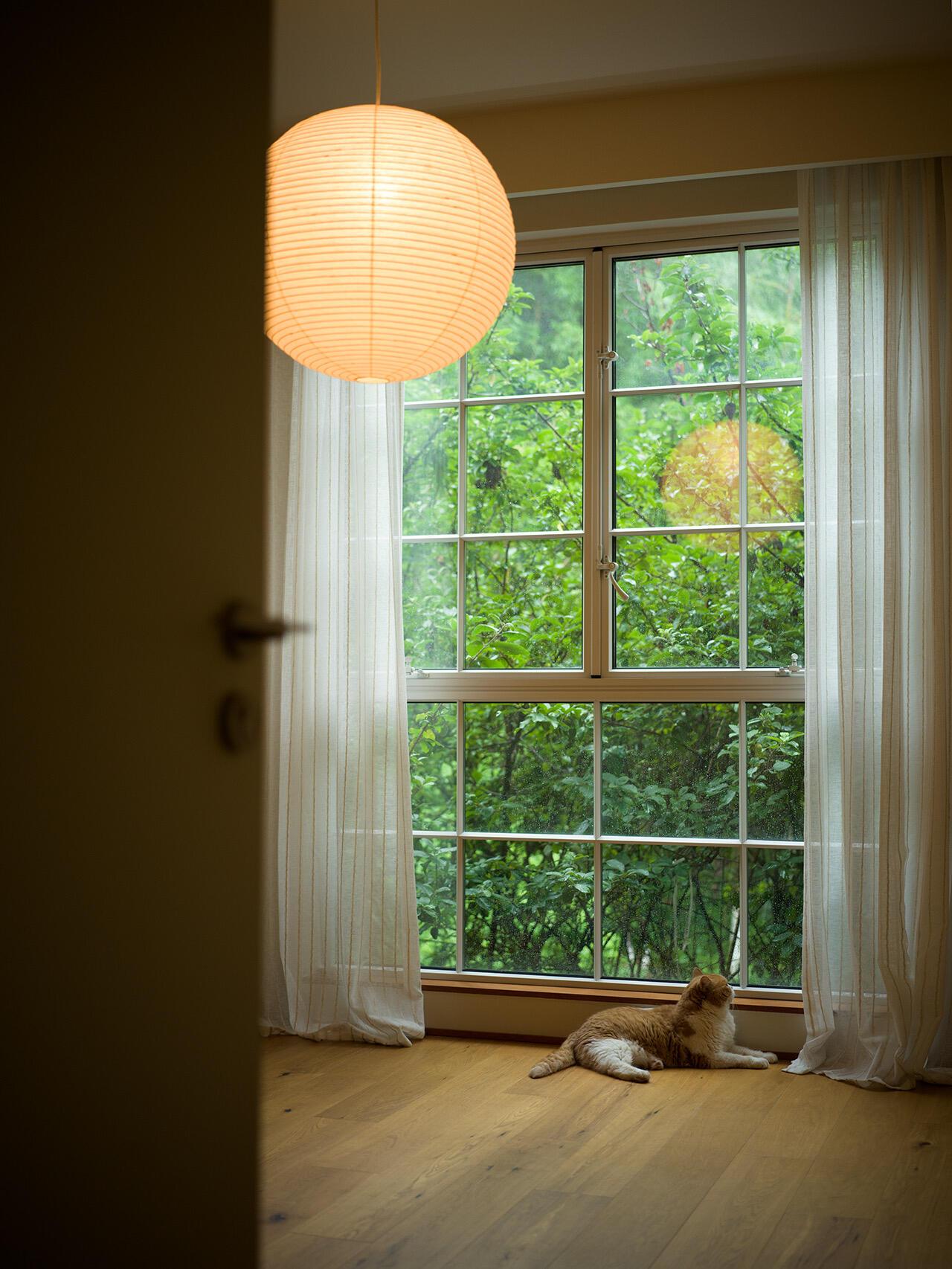 和心爱的猫猫独居在森林小屋是什么体验？杭州一位女士晒出自己的家，窗外是绵延森林，