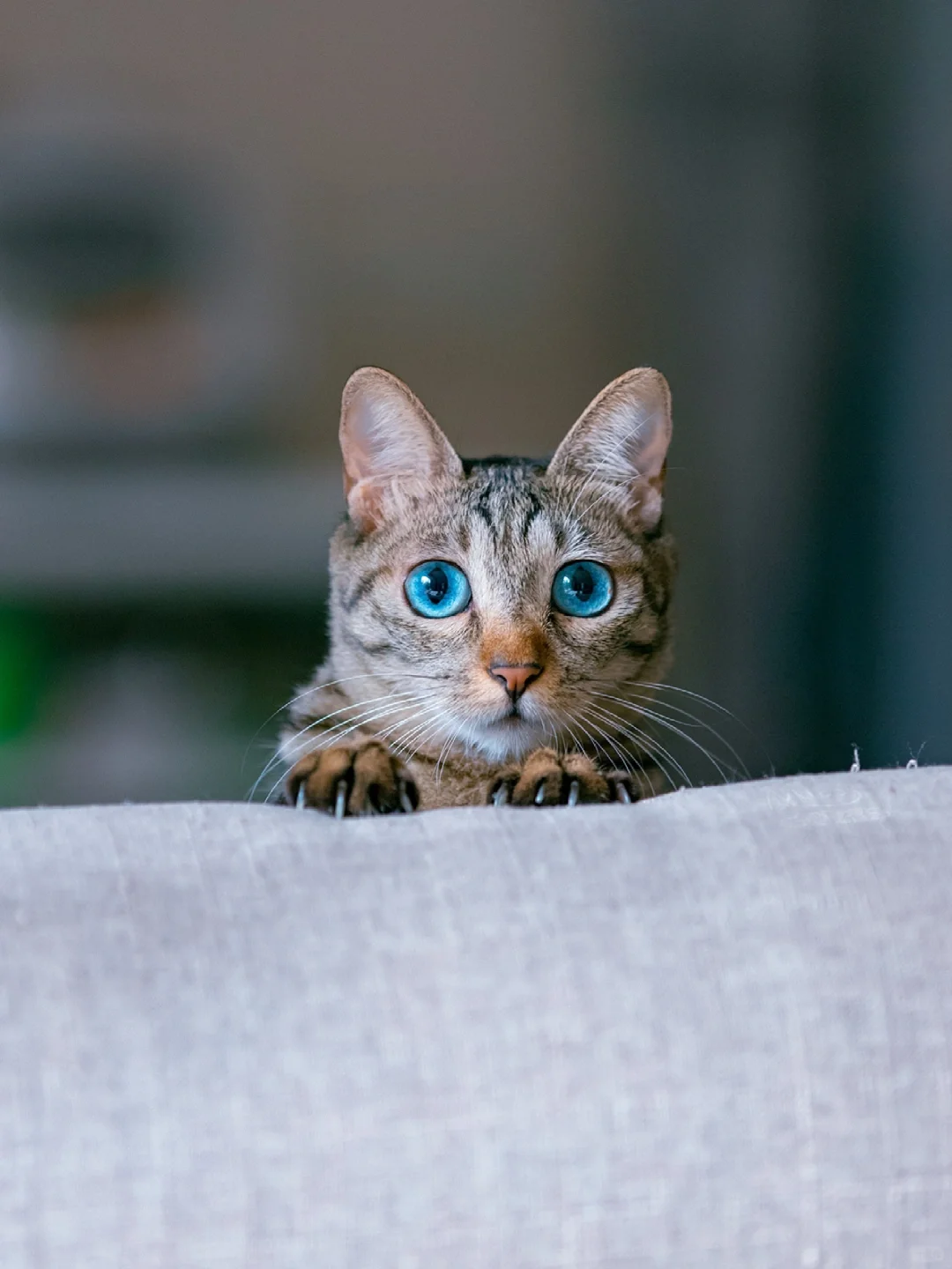 蓝眼狸猫，猫中锦鲤