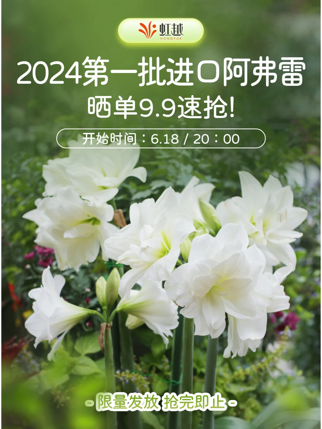 2024第一批进口阿弗雷！9.9速抢！