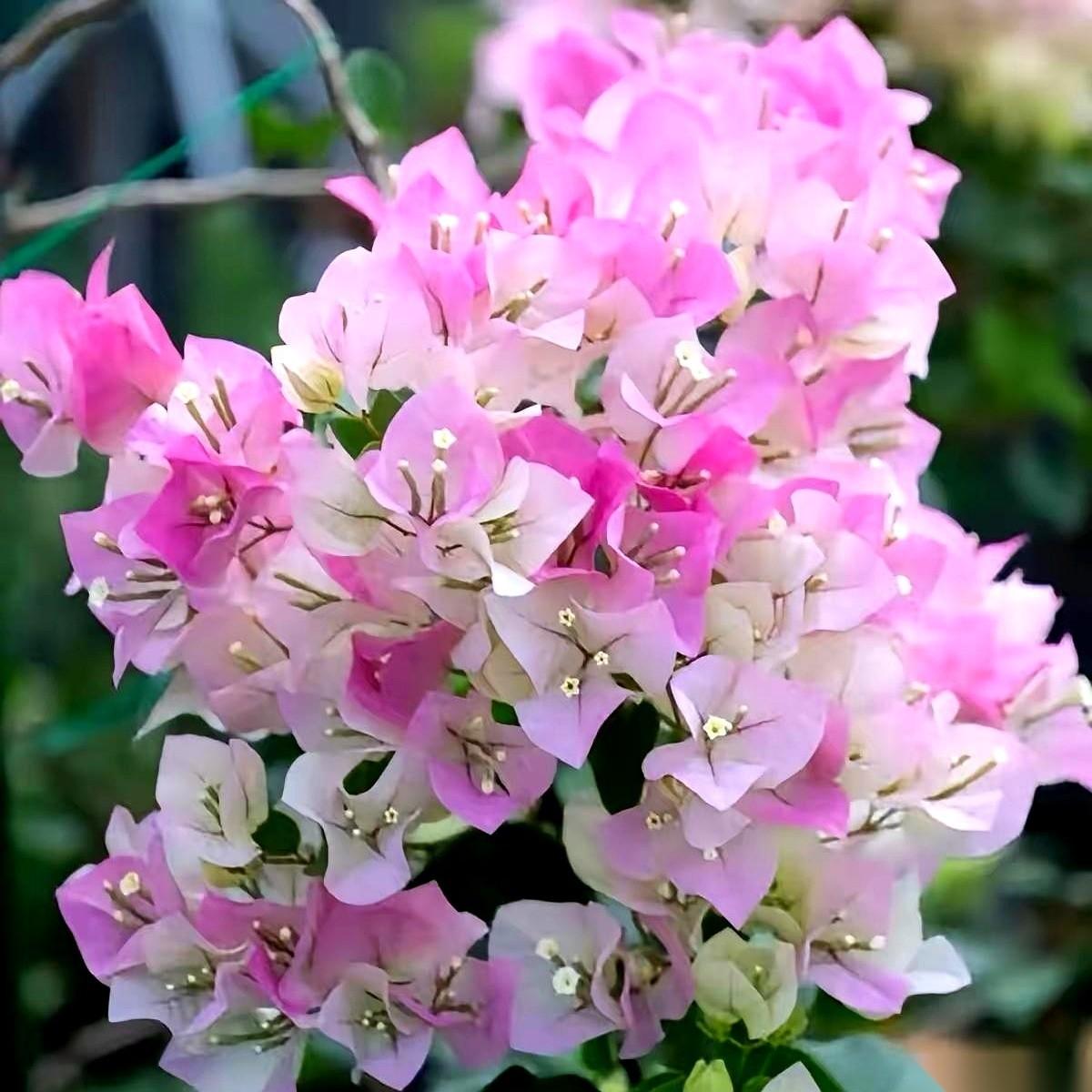 就因为送儿子出门时，我抱了他一下，他女朋友就跟他说：你这么大了还让妈抱，好奇怪啊