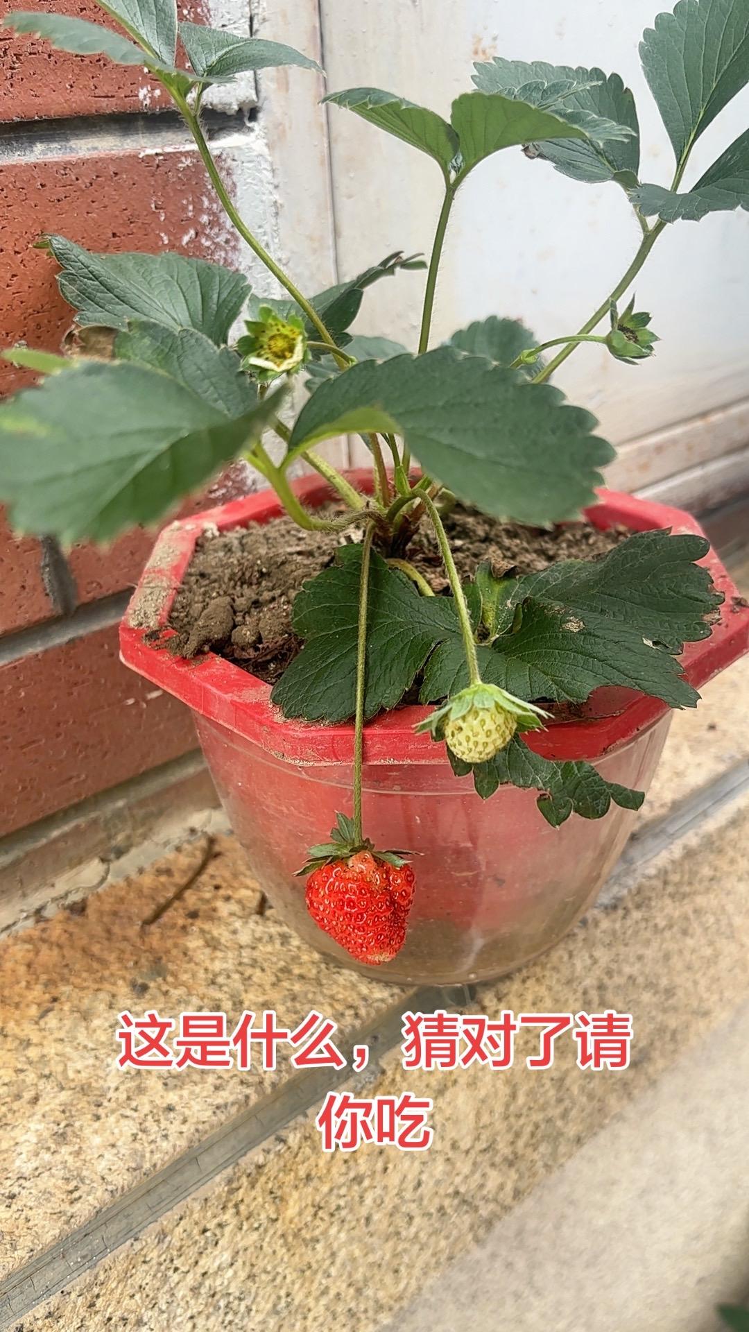 草莓