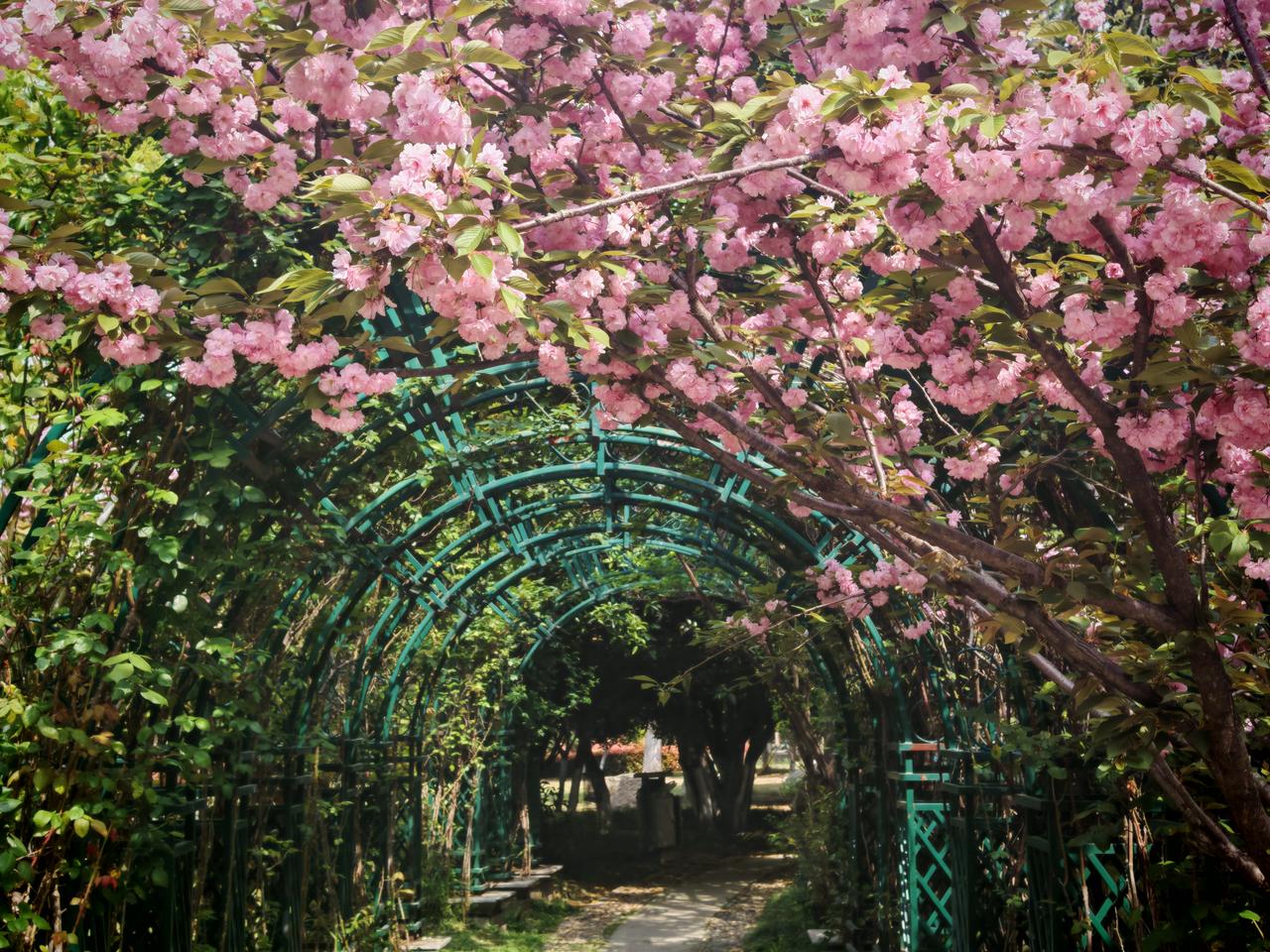 “风光无限好”这话总能勾起人对美好景致的向往。就像那首由车行作词、李昕作曲，汤俊