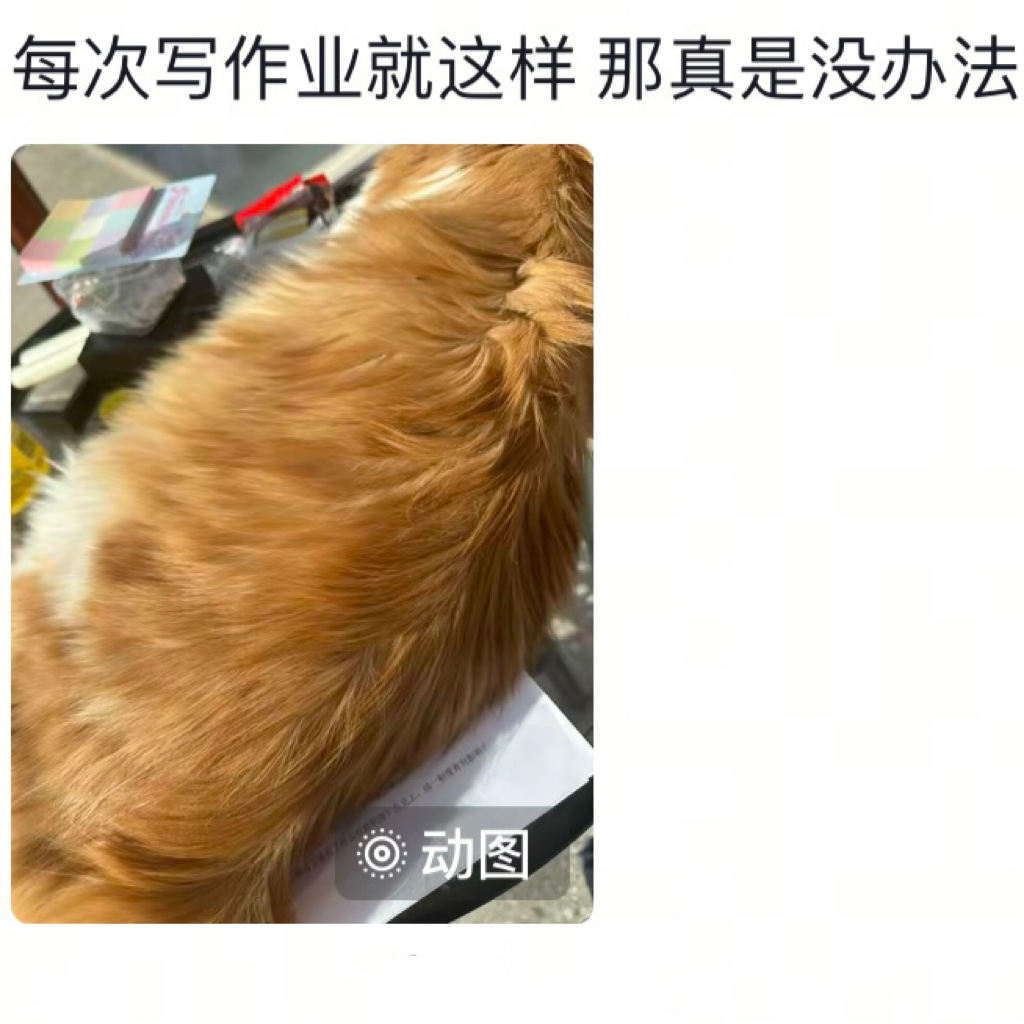 当你想干点正事时家里的猫[允悲] 