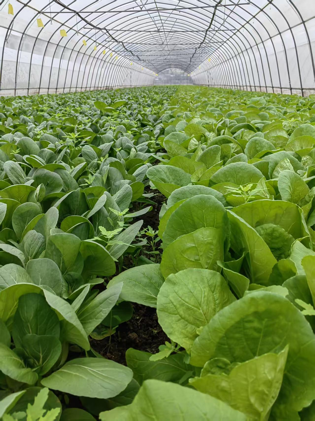 记录我的2026青菜绿叶，生活不过如此