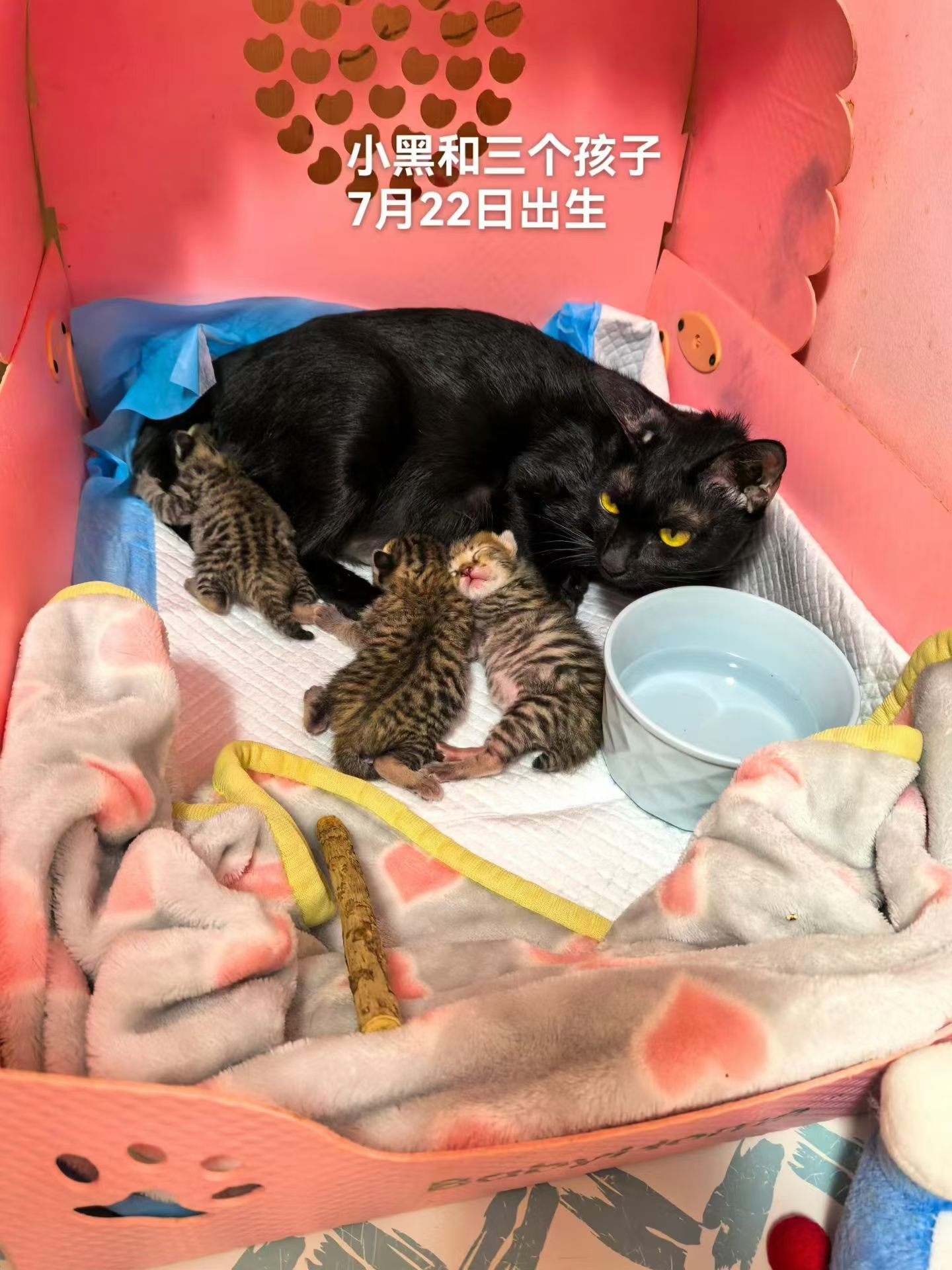 继续给宝宝们找家，有兴趣的朋友联系微信： 14775905716深圳领养