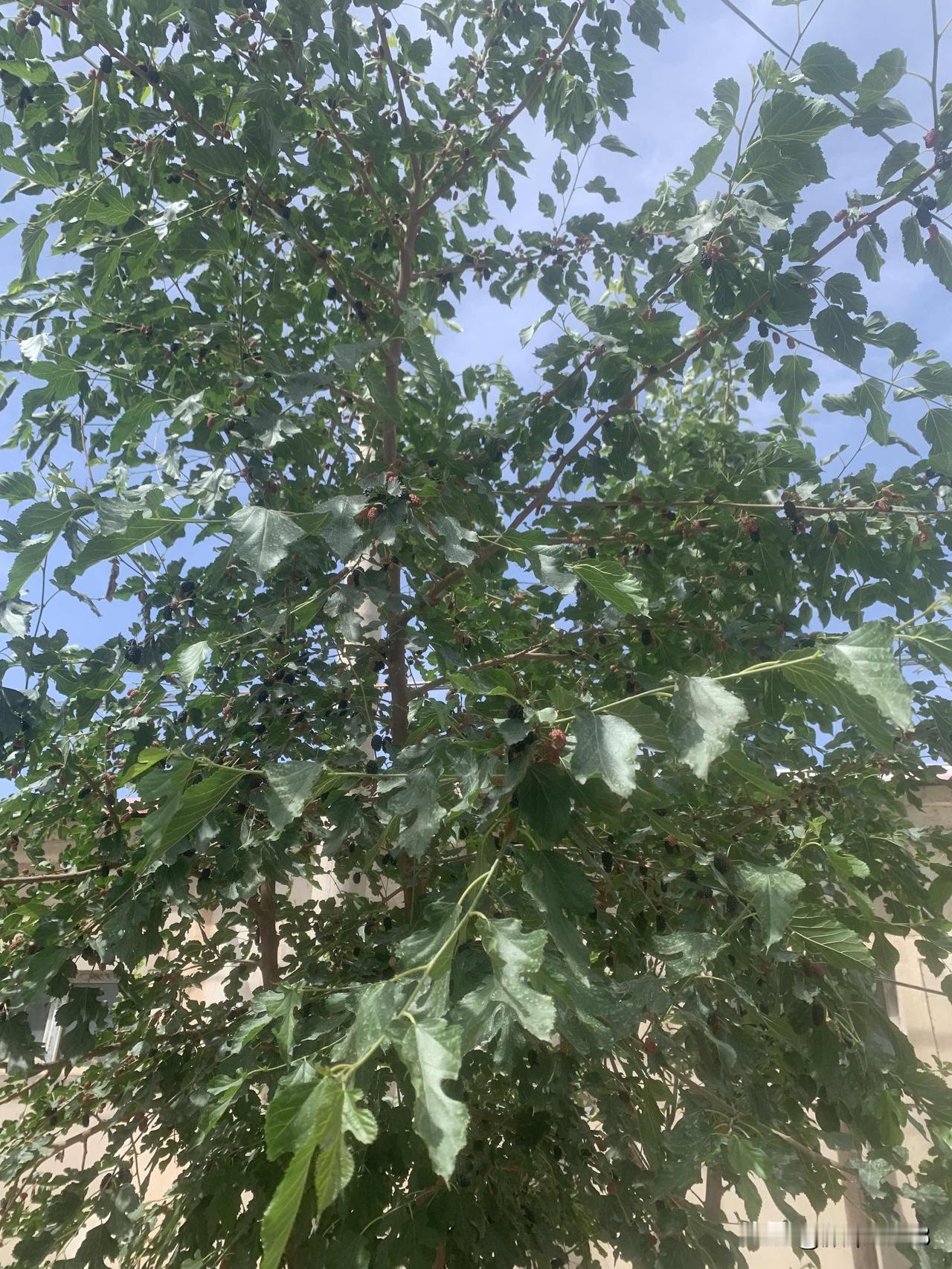 又来兰干乡吃桑子了，白的黑的，独爱黑的，黑入肾，男人吃了腰板好，女的吃了美容养颜