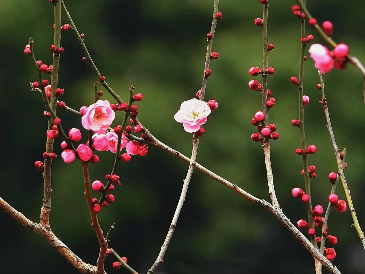 疏影暗香迎春色——探梅小记
      眼下正是探梅的最好时机。梅树枝头多见含苞