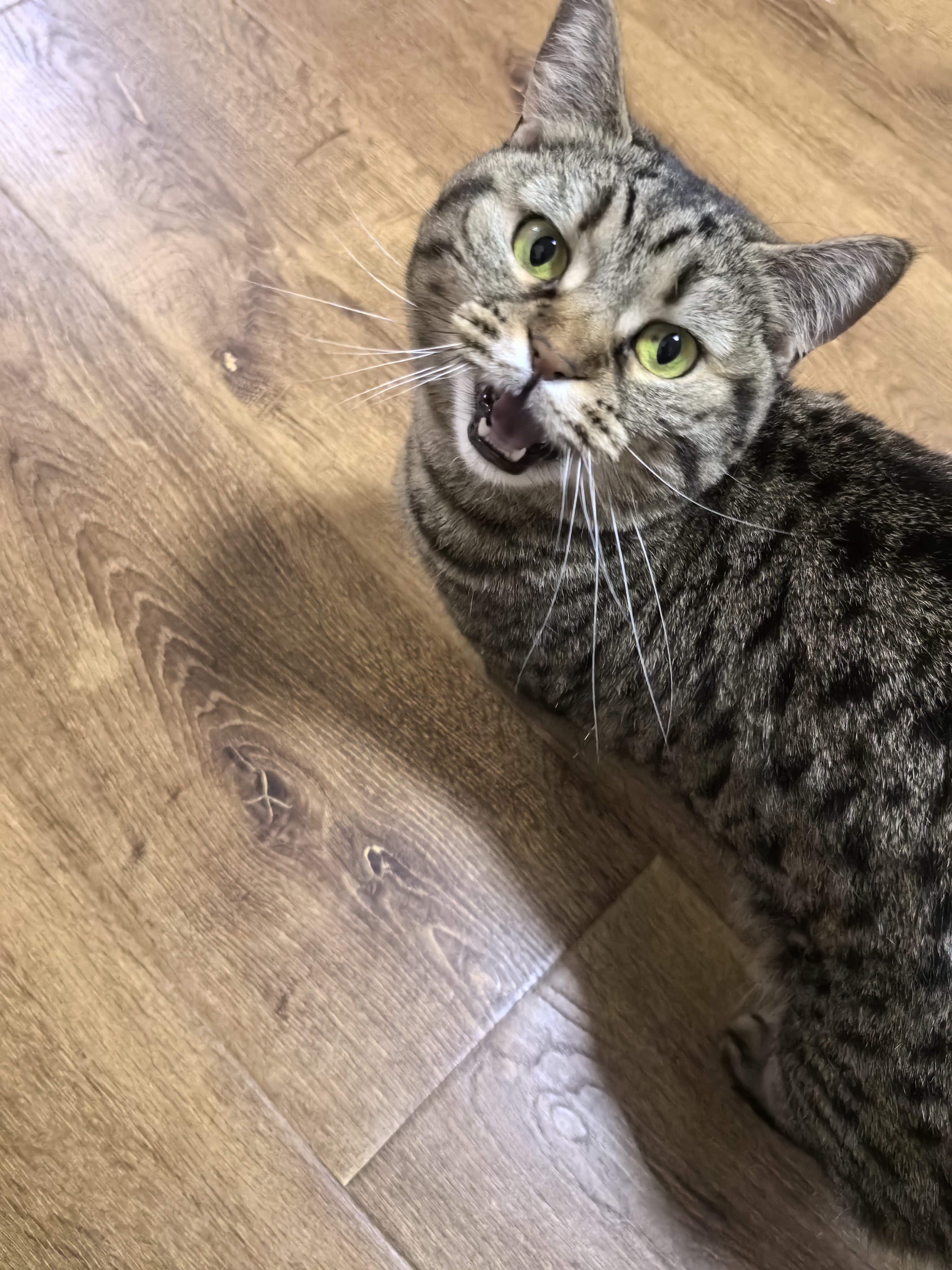 带娃来试听，钢琴老师家的小猫咪一直哐哐拿头撞我是什么意思