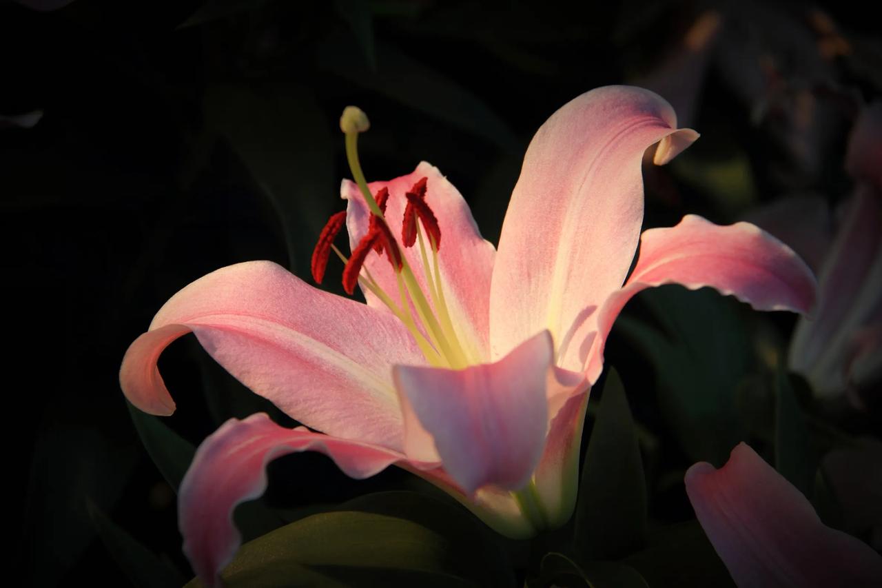 玛嘉沟我去过，不过去的时间晚了点，风景确实没你拍的那么漂亮！[赞][赞][赞]