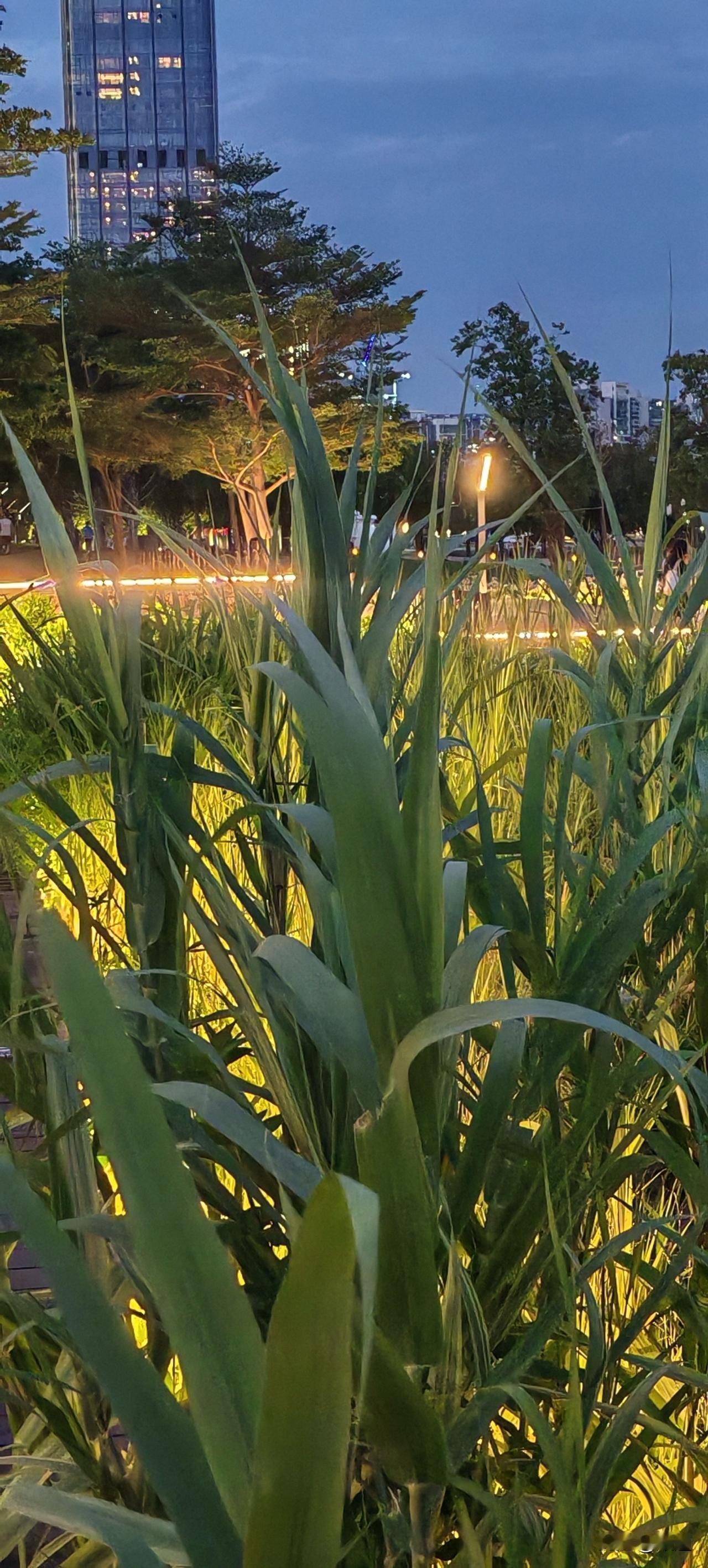 睡梦中回家了，走的是小时候回家的路，回的却是现在的家，因为家中只有妈妈了。
回家