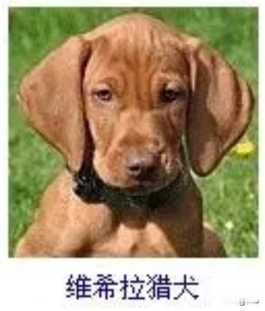 菩萨蛮33·维希拉猎犬
       茸毛暖作春云色，垂耳似裁烟柳碧。眸底泛清漪