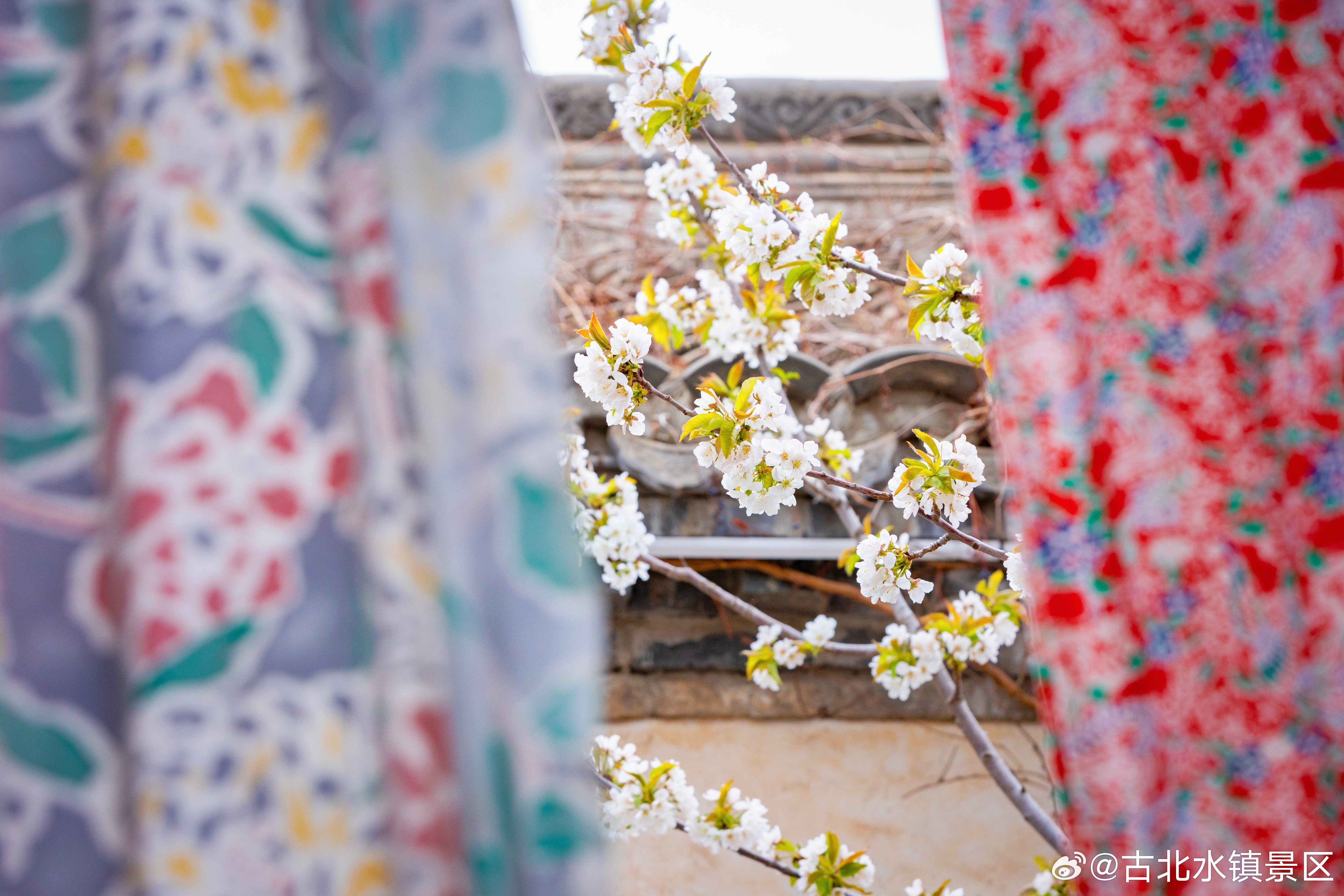 春花开尽夏花盛，小镇芳菲已满园早安，宝子们~#长城下的鸣桡小镇# #春日city