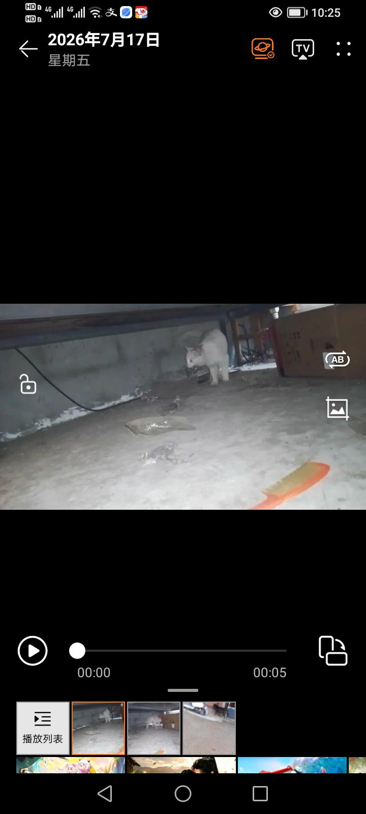 街头那只流浪白猫，简直就是“猫猫侠”本侠！猫咪和人类相伴已久，城市里像它这样的“