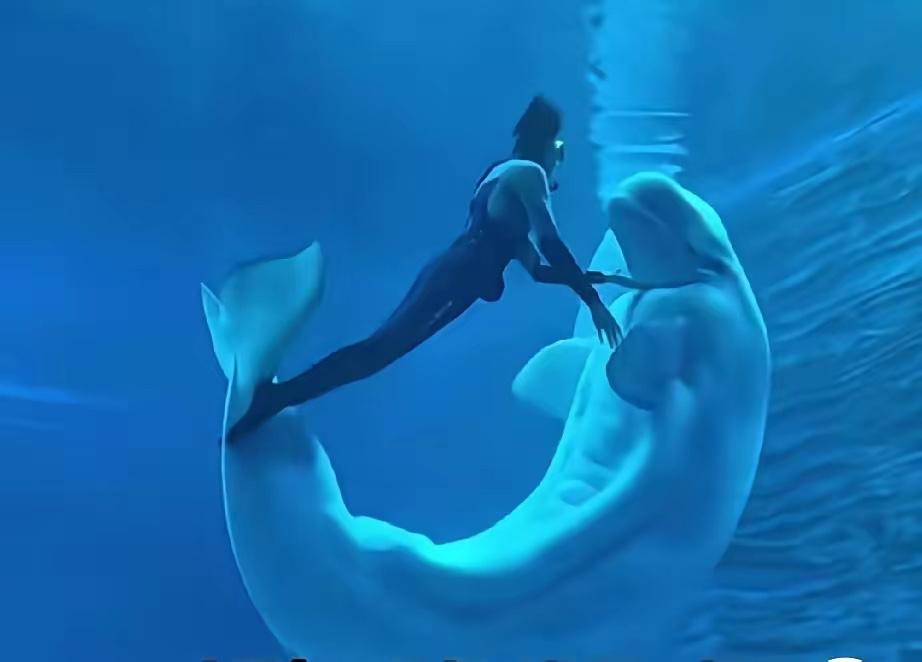 今天刷了一则新闻，华南第一女训鲸师邵然的采访，在一次表演中，她一手养大的白鲸突然