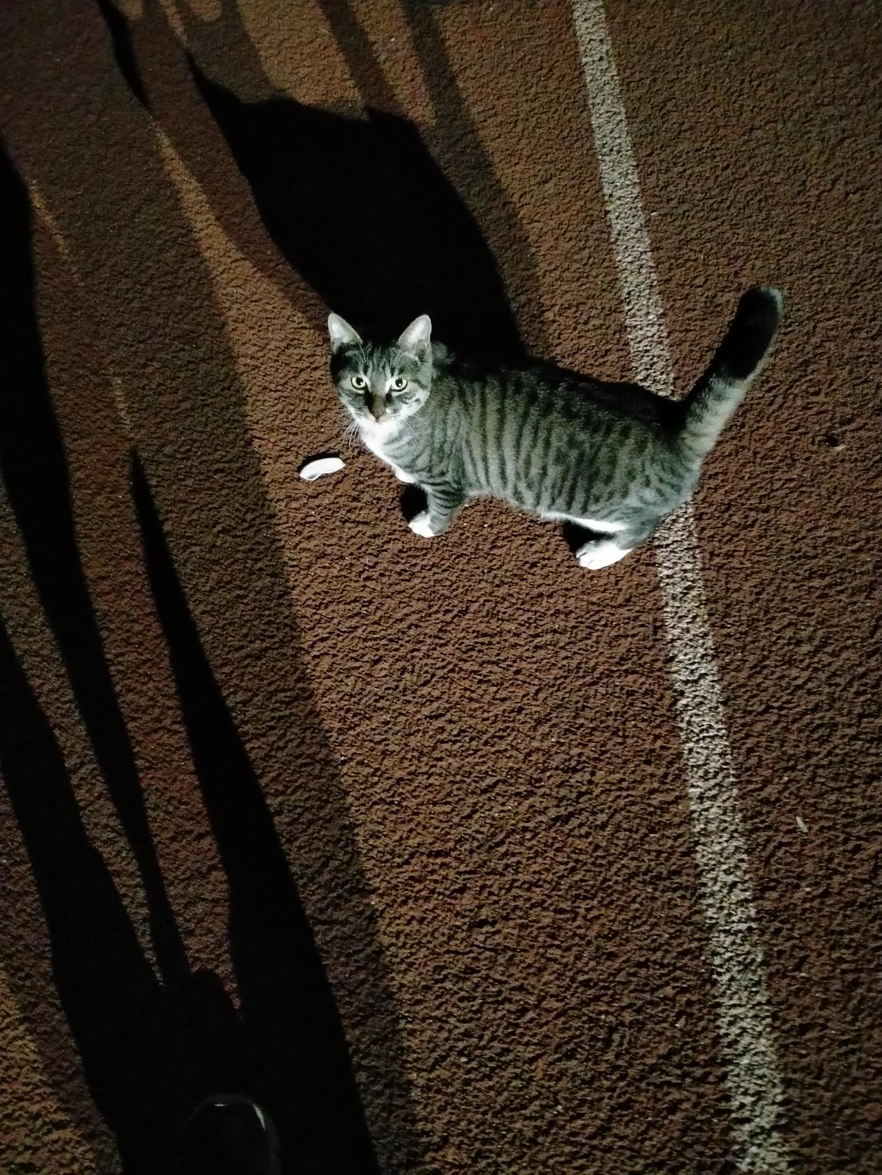 谁家有可爱的猫拍来看看