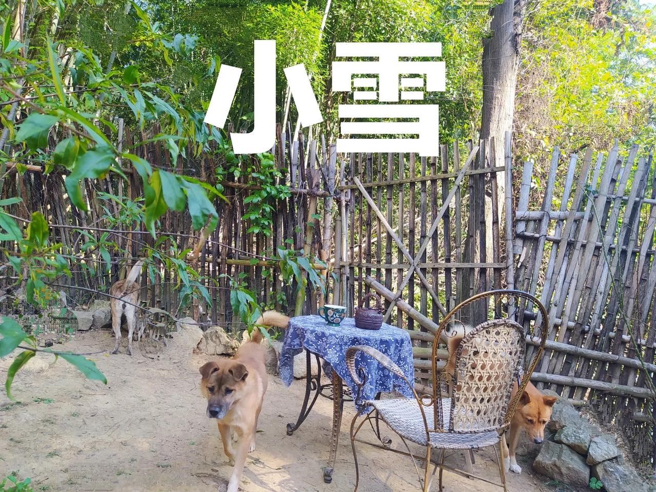 小雪伴清寒，有茶亦温暖

时光悄然，又是一年小雪至，从今天开始，天渐寒，霜渐浓，