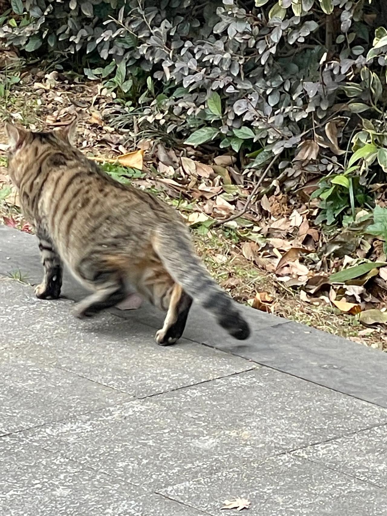 小区的流浪猫咬了拾废品的奶奶一口，听说还用爪子挠她的手臂。
事情起源于一个是人，